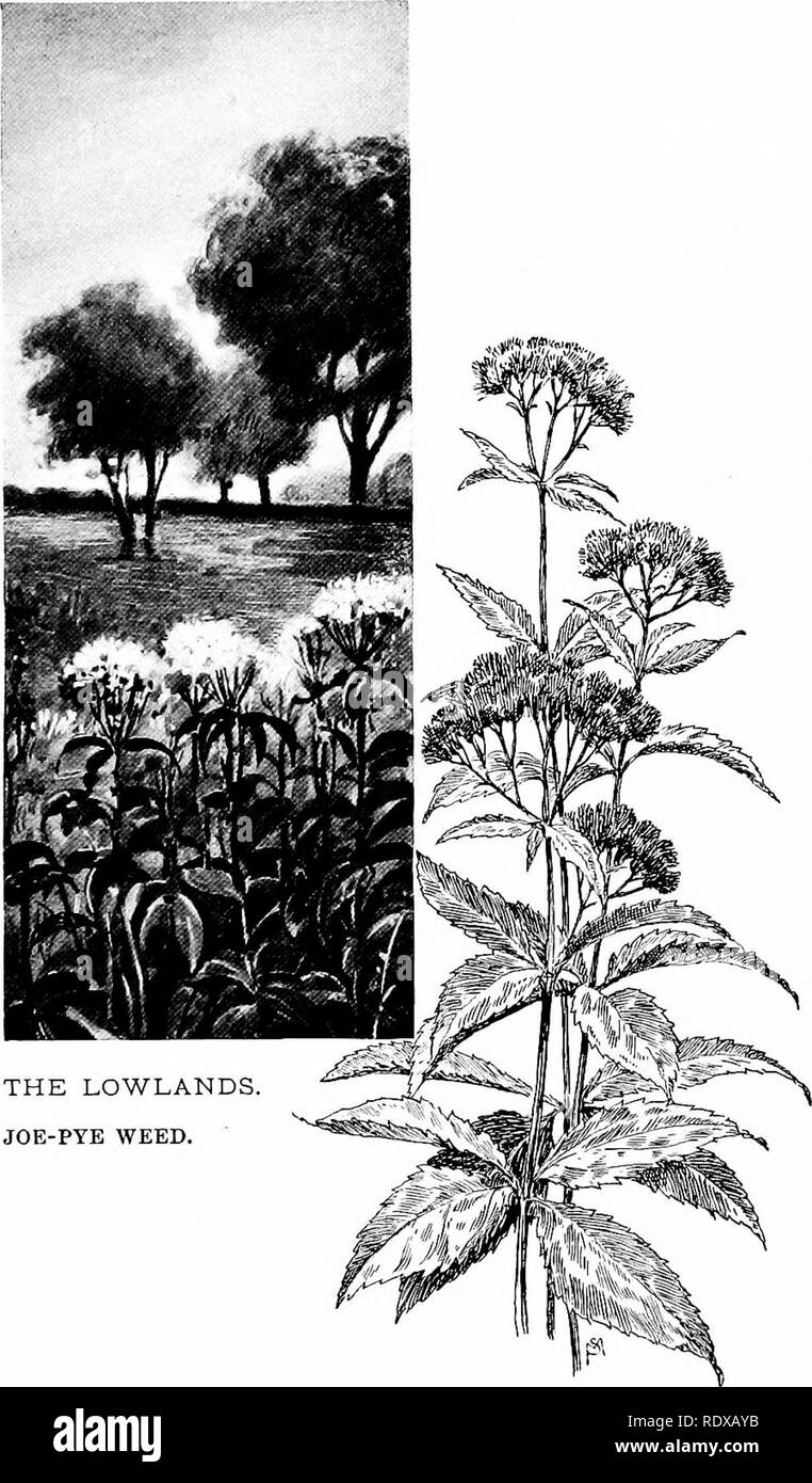. Familiar features of the roadside; the flowers, shrubs, birds, and insects. Natural history. THE LOWLANDS JOE-PYE WEED.. Please note that these images are extracted from scanned page images that may have been digitally enhanced for readability - coloration and appearance of these illustrations may not perfectly resemble the original work.. Mathews, F. Schuyler (Ferdinand Schuyler), 1854-1938. New York, D. Appleton and Company Stock Photo