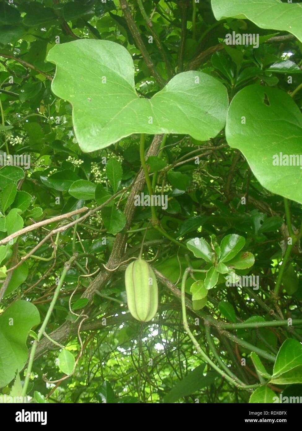 Aristolochia kaempferi fruit. Stock Photo