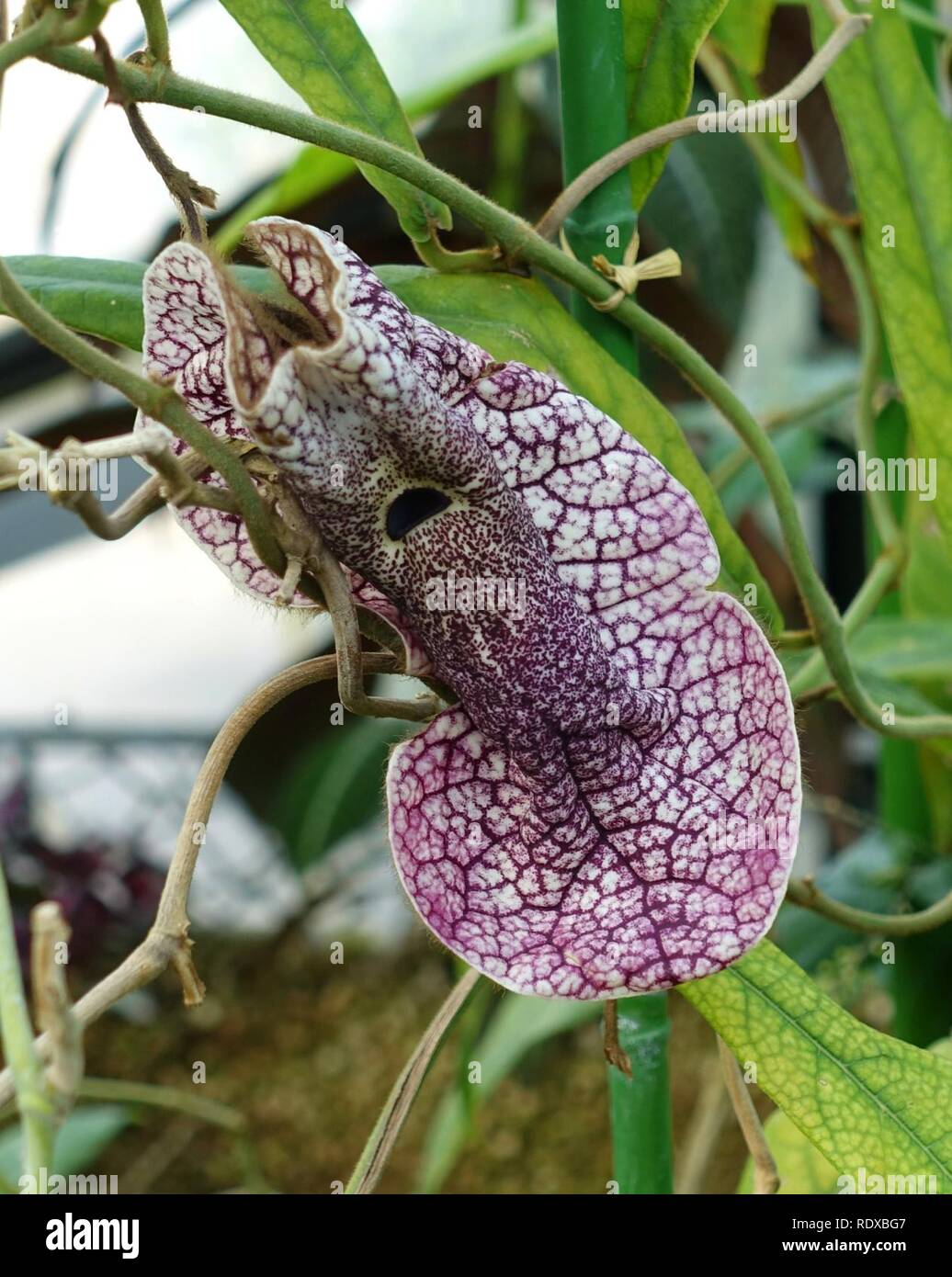 Gyo En Hi Res Stock Photography And Images Alamy