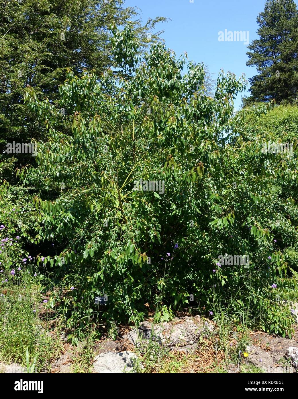 Aristotelia chilensis - VanDusen Botanical Garden - Vancouver, BC - Stock Photo