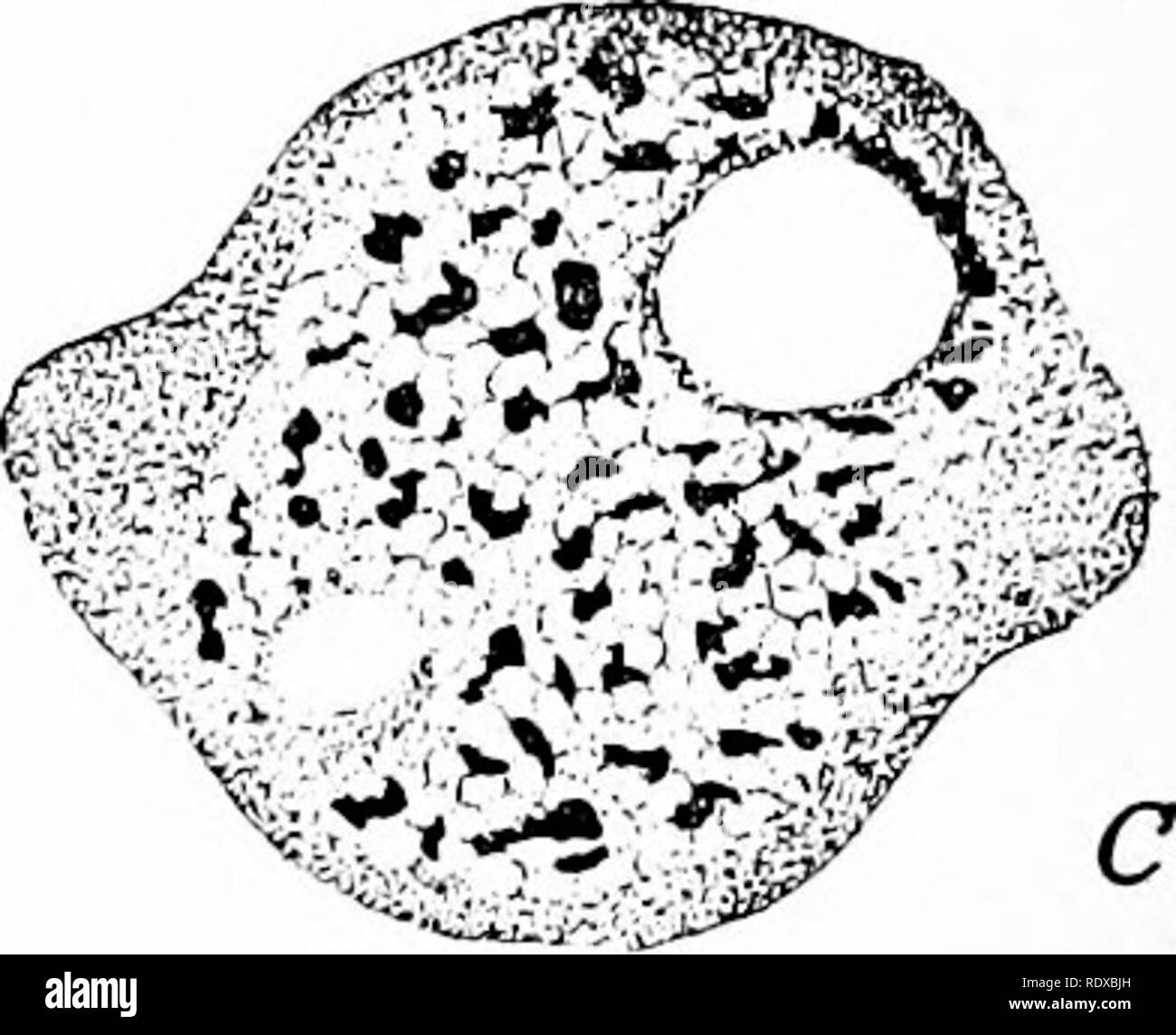 . ProtozooÌlogy. Protozoa; Protozoa, Pathogenic. FERTILIZATION BY AUTOGAMY 141 nuclei, but of masses of idiochromidia which in other protozoa become differentiated into such nuclei. The karyosome and some of the peripheral chromatin form a degenerating &quot;somatic&quot; nucleus which takes no part in the later processes. The further fate of the encysted form thus brought about has not been followed, Ijut in Entameba histolytica, according to the observa- tions of Schaudinn and, later, of Craig ('OS), such a stage is followed by spore formation. Schaudinn ('03) observed, and his observations  Stock Photo