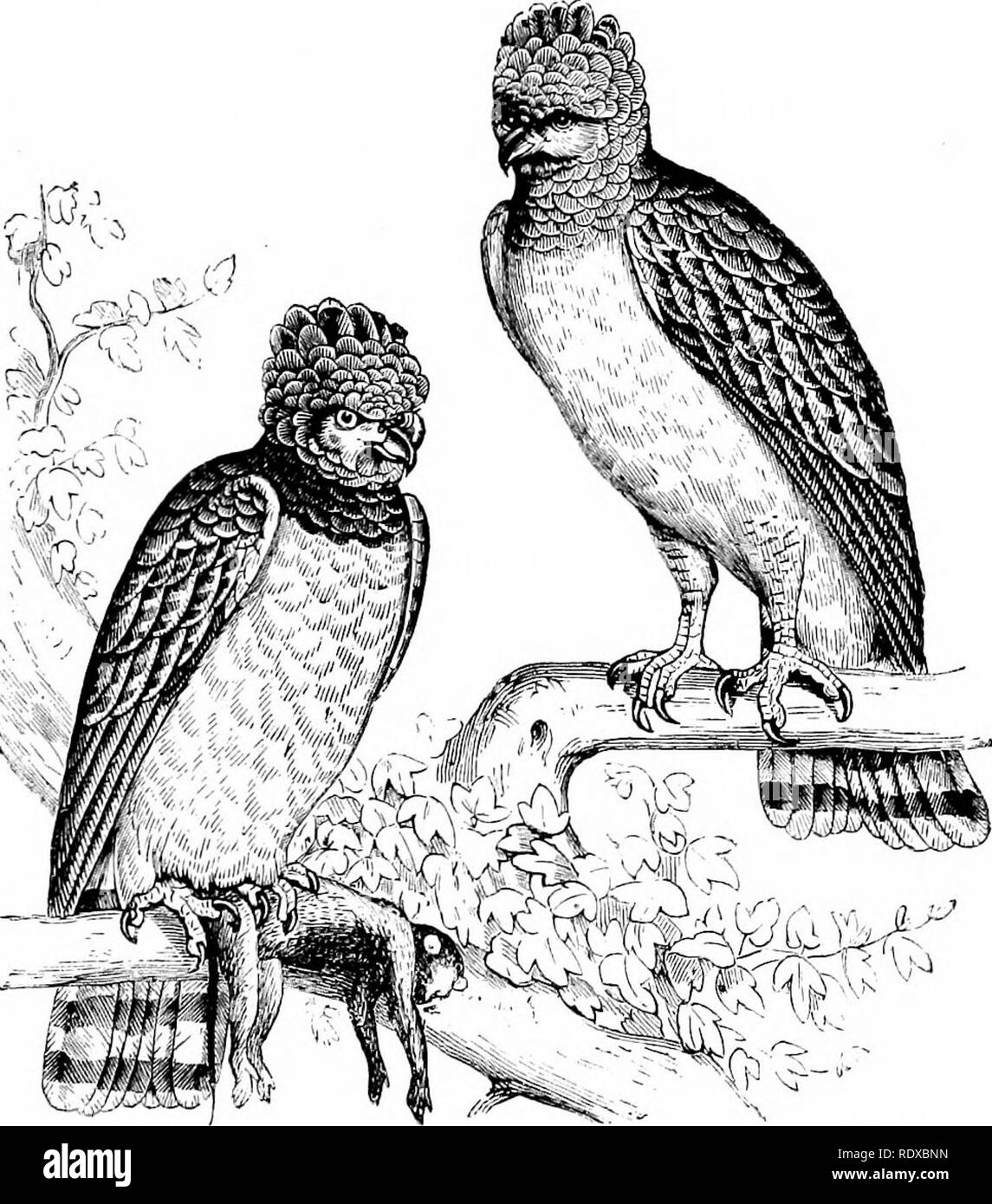 . Reptiles and birds : a popular account of their various orders : with a description of the habits and economy of the most interesting . Birds; Reptiles. THE WHITE-BELLIED EAGLE. 607 faction, darted upon him, and burj'ing its claws in his arm, inflicted most dangerous wounds! The interference of the Indians was necessary in order to rid him of his antagonist. The Harpy inhabits the great forests of South America situated. Fig. 284.—The Harpj' {Harpijia destructor^ Cuv.). on the banks of the rivers. Its food consists of agoutis, fawns, sloths, and e.specially monkeys. The Indians, who highly e Stock Photo