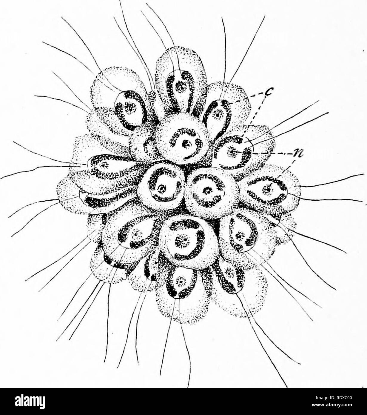 . Protozoo?logy. Protozoa; Protozoa, Pathogenic. 72 PHYSIOLOGICAL ACTIVITIES OF THE PROTOZOA which take place in the plant's protoplasm. Animals solve the problem of nutrition by living on plants, or by eating other animals which, either directly'or indirectly, live on plants. Still other types live as parasites upon other animals, some, like the intestinal worms, using freely the foods that are prepared by, and for the use of, the host, while others, like some insects, suck the blood, or, like trichina, invade the cells and tissues, and live at the expense of the living protoplasm. In the gro Stock Photo