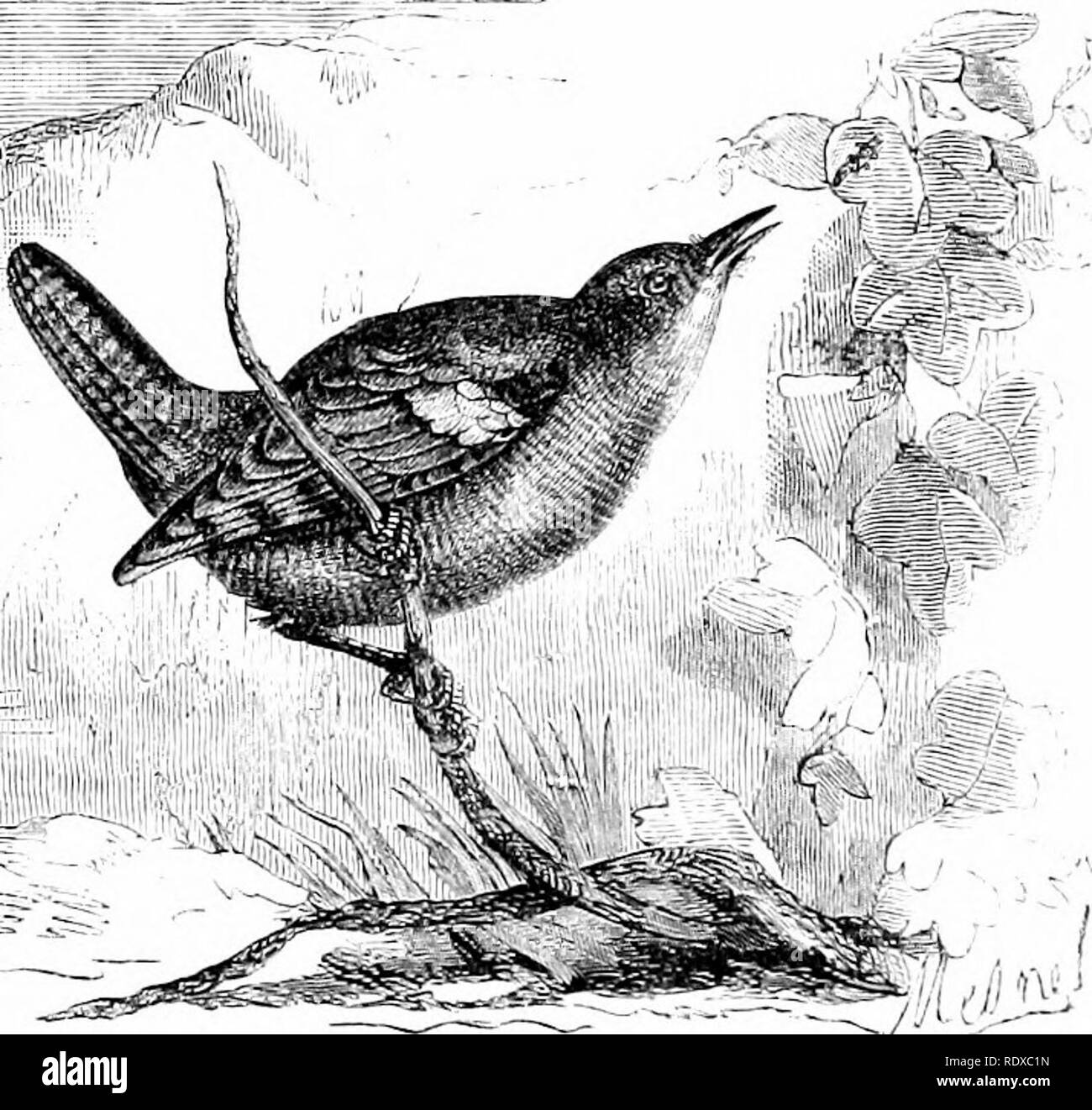 . Reptiles and birds : a popular account of their various orders : with a description of the habits and economy of the most interesting . Birds; Reptiles. ViS PASSEEINKS. The Goldon-crested Kinglet [Motucillu rajidus, Linn.), Pig. 249, iiibabit.s the woods and thickets of the cold and temperate regions of the earth, where, among the twigs, with great agility it searches for insects, on which it feeds. AVhile thus occupied it emits a single shrill, feeble note, too often accepted by heart- less boys as a tell-tale of its whereabouts. The European &quot;Wren ('J)vi]IoJi/tes europaiis, Cuvier), F Stock Photo