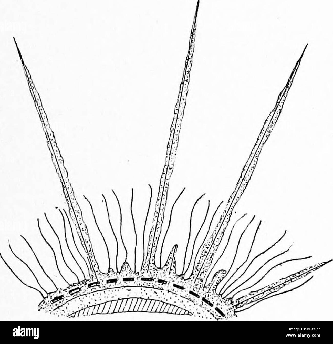 A radiolaria protozoa hi-res stock photography and images - Alamy