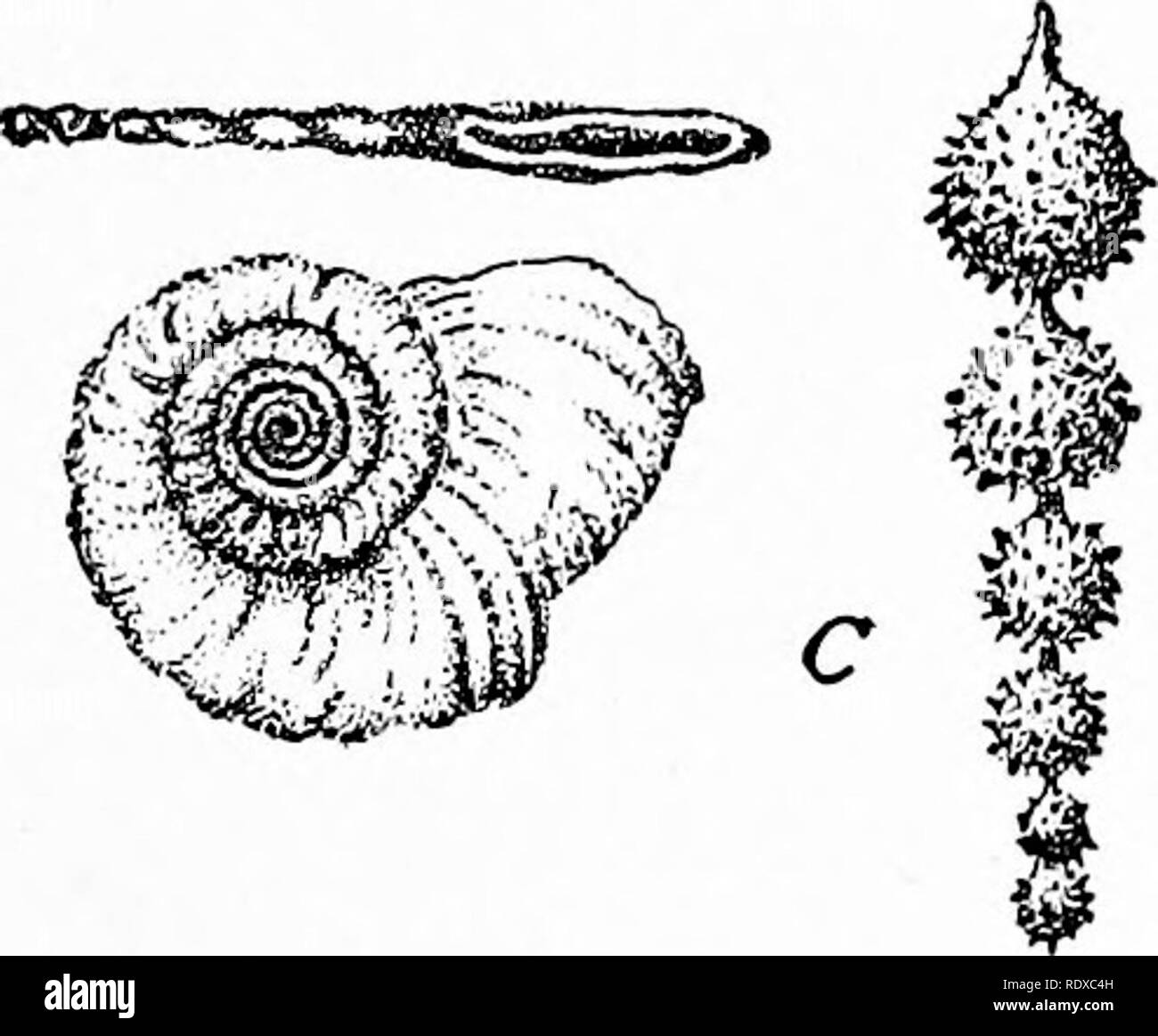 Protozoo?logy. Protozoa; Protozoa, Pathogenic. GENERAL MORPHOLOGY 25 as in  the radiolaria, the deposit follows the contour of the protoplasmic alveoli  and gives rise to skeletons often of extreme beauty (Fig. S).