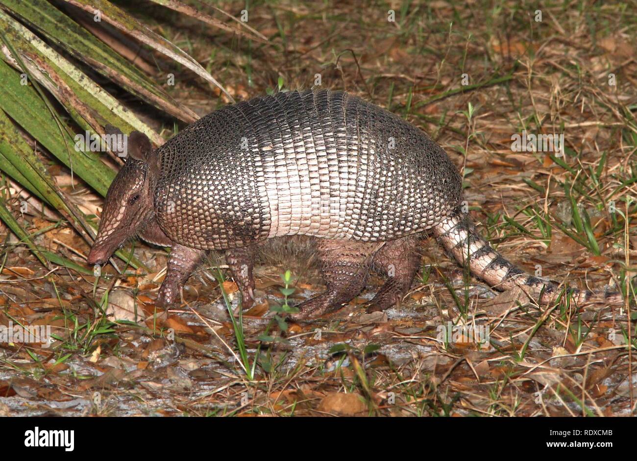Fl 01 hi-res stock photography and images - Alamy