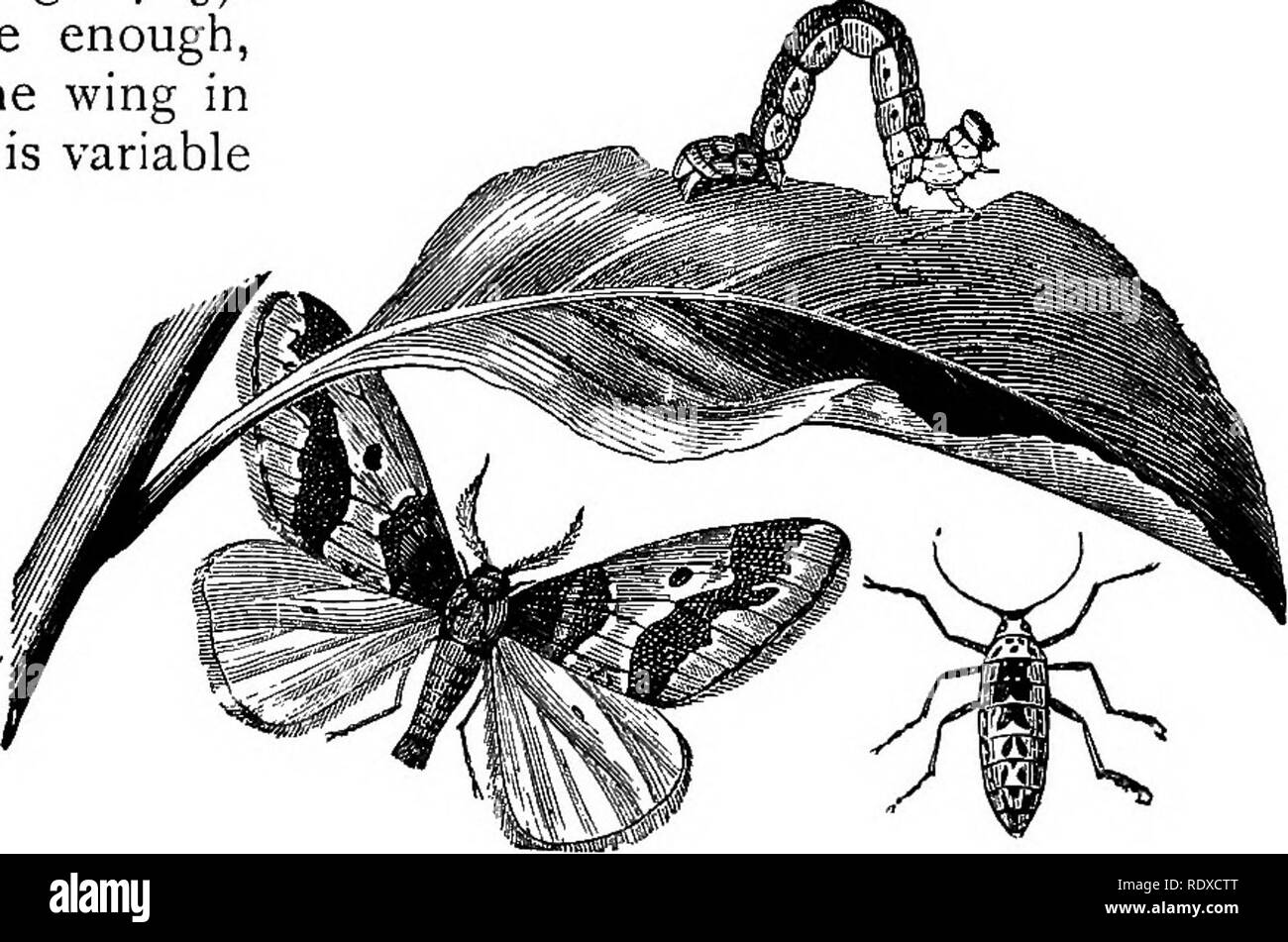. The Book of gardening; a handbook of horticulture. Gardening; Horticulture. ON PESTS GENERALLY. IO93 Carrot, should be deposited on the earth and examined each morning. The remedies suggested under &quot;Wireworms&quot; should also be of service. Millipedes should not be confused with Centipedes, which are flatter, slenderer, and more active animals, with fewer legs. The latter are carnivorous, and of the greatest service to the gardener. They are found under garden rubbish, pots, &amp;c. More than one species of Centipede is luminous, and on that account are confused with Glow-Worms. Mottle Stock Photo