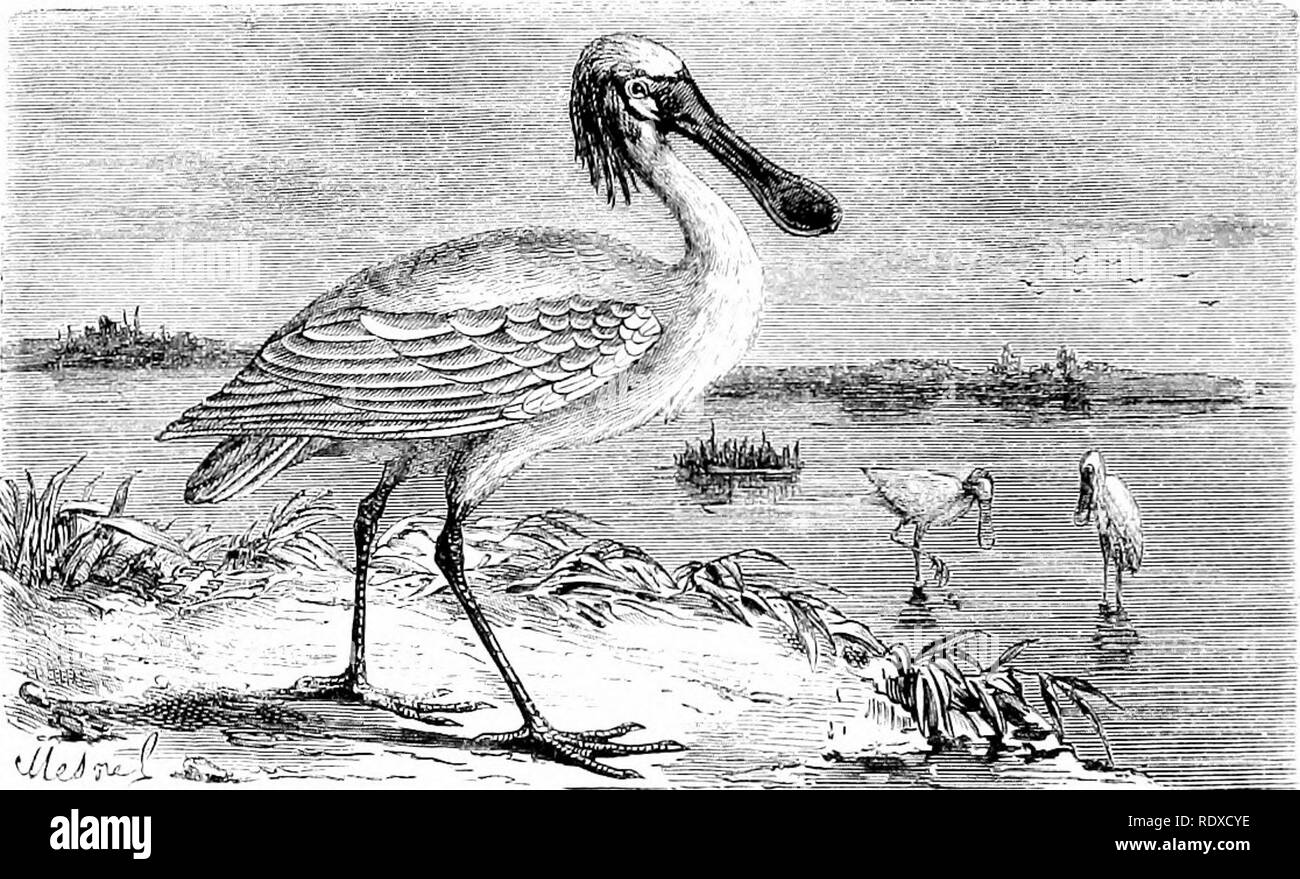 Stork morphology hi-res stock photography and images - Alamy