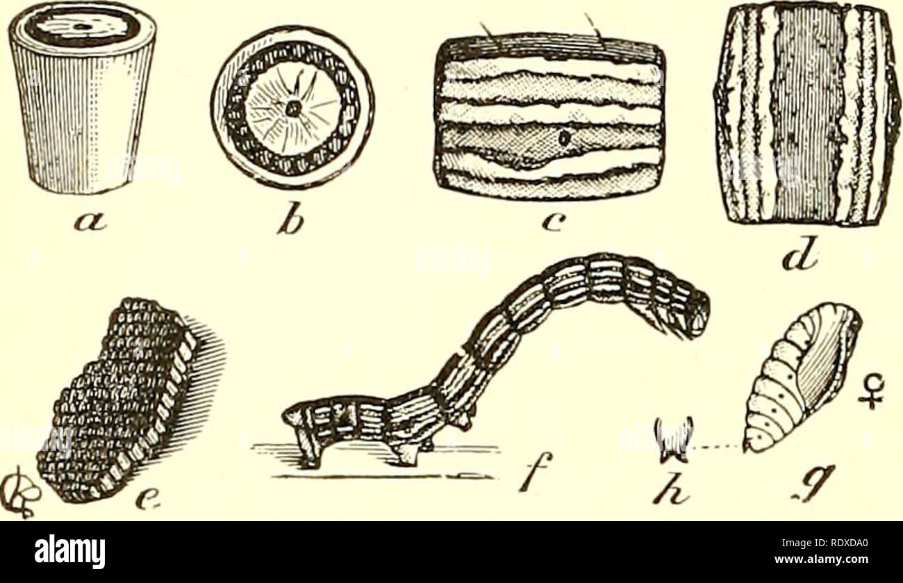 Economic Entomology For The Farmer And Fruit Grower Microform And For Use As A Text Book In Agricultural Schools And Colleges Beneficial Insects C T K3 308 An Economic Entomology Y V Economic Entomology For The Farmer And Fruit Grower Microform And For Use As A Text Book In Agricultural Schools And Colleges Beneficial Insects C T K3 308 An Economic Entomology Y V
