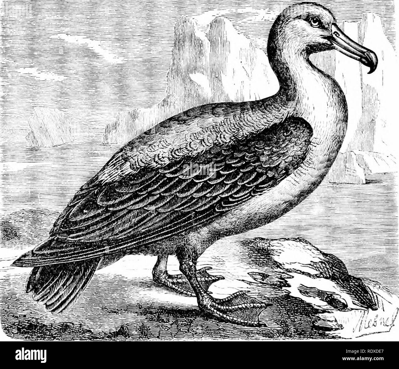 . Reptiles and birds : a popular account of their various orders : with a description of the habits and economy of the most interesting . Birds; Reptiles. 312 THE LAEID^.. (P. Forsteri or cceruha), Fig. 112, commonly caUed the Elue Petrel, wLich inhabits the Antarctic seas. ITnder the name of Puffins those species of Petrels are included which have bills as long, and sometimes longer, than their heads, and their nostrils in two distinct tubes. Among these are the Grey Puifin {Puffinus cincreus), which is very common in the Mediterranean, and builds its nest in Corsica; the English Puffin iPiif Stock Photo