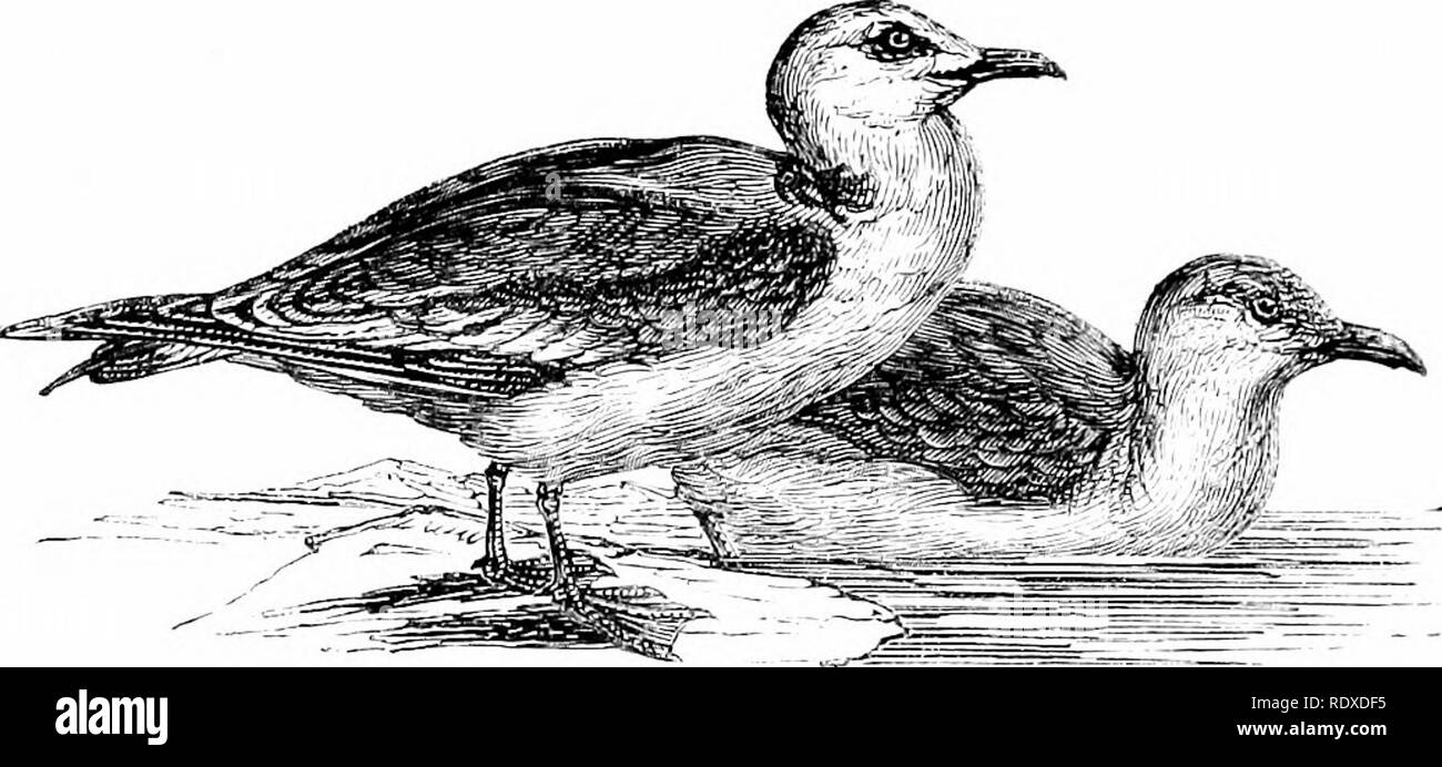 . Reptiles and birds : a popular account of their various orders : with a description of the habits and economy of the most interesting . Birds; Reptiles. 308 THE LAEID^. The Grey Sea Mew, Larrts canus (Fig. 110), is commonly called the Sea Pigeon. Its plumage is of a beautiful white colour. Fig 110 —Grc^ Sp I Mpws (L inf: lanus, liiniUl with the exception of a grej^ back. When tempests threaten, this species disperses in flocks over the inland districts. It is common in summer in the regions of the Arctic Circle ; in autumn and winter it is found on the sea-coasts of temperate and southern Eu Stock Photo