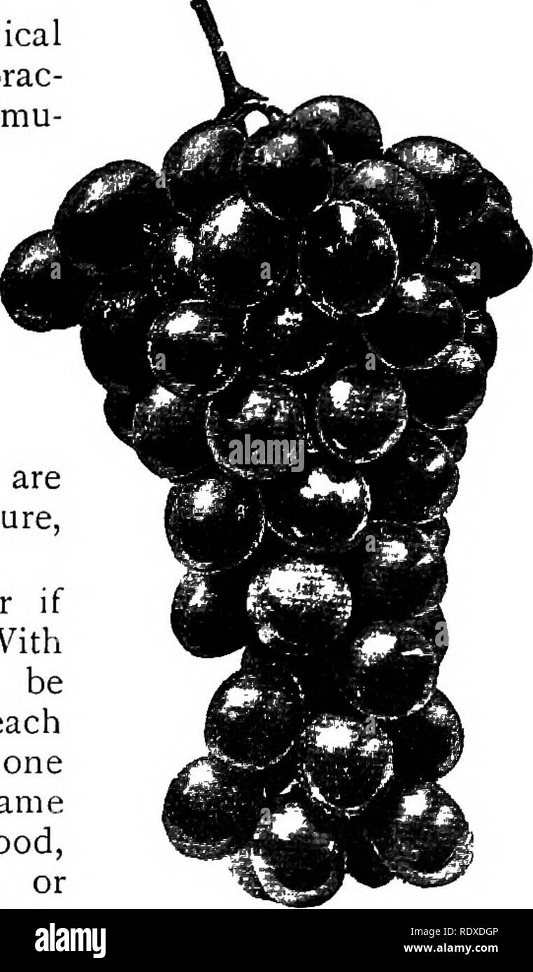 . The Book of gardening; a handbook of horticulture. Gardening; Horticulture. Fig. 656. — Properly Thinned Bunch of Madresfield Court Grapes Matured. (Much reduced.) Fig. 657. — Improperly Thinned Bunch of Black Hamburgh Grapes. (Much reduced.) two exceptions; these are Black Monukka, Gros Guillaume, and Buckland Sweet- water, which will not fruit freely if very closely pruned, and there- fore three or four eyes.should be left when pruning the laterals. Propagation is easily effected v by means of eyes cut with an inch or so of wood on each side of the bud, and placed in gentle bottom- heat, o Stock Photo