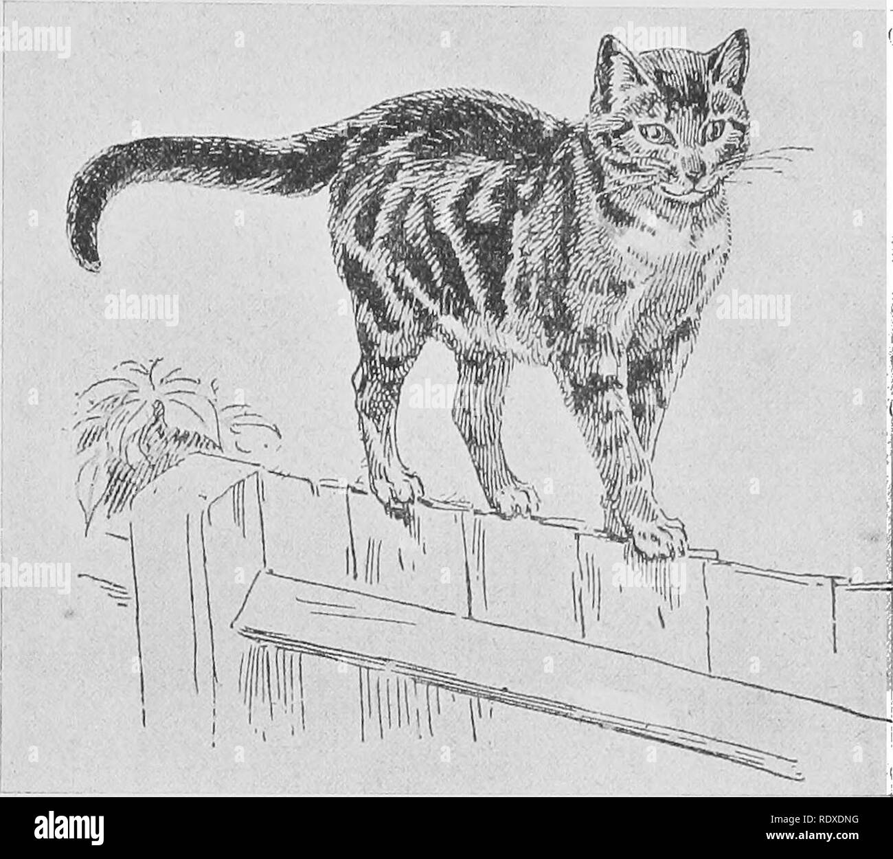 Fisher Cat Stock Photos Fisher Cat Stock Images Alamy