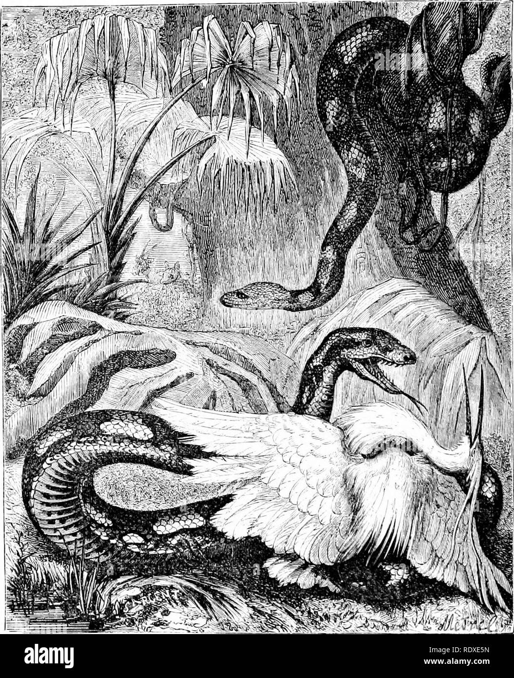 . Reptiles and birds : a popular account of their various orders : with a description of the habits and economy of the most interesting . Birds; Reptiles. 62 OPHIDIAN EEPTILES. a native of the warmer parts of Africa. A living specimen at tlie Zoological Gardens is estimated to weigh a hundredweight. Of the genera Liasis and Nardoa there are five species, very imperfectly known.. Fig. li.—(juinea Bock Snake («, Scba). IV. Epirratc^, an American and &quot;West Indian species, having the crown scaly ; the forehead with symmetrical shields. The Aboma {E. cenchria) is one of the largest of the grou Stock Photo