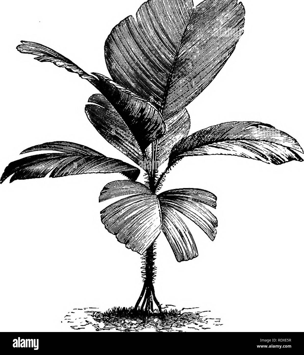 . The Book of gardening; a handbook of horticulture. Gardening; Horticulture. ON PALMS, CYCADS, AND BAMBOOS. 853 V. splendida {Regelia magnified, R. majestica, and R. princeps) deserves to.be more largely grown on account of its decorative properties (Fig. 571). It possesses a slender stem, supported on an inverted, cone of roots. The petioles, which are sheathing, are, like, the stem, clothed with sharp black spines. The leaves, which vary from â 4ft. to 7 ft. long, are cuneate - ob- ovate, and of a bright green. This, plant often attains in its native country a height of 80ft. Wallichia.-âA  Stock Photo