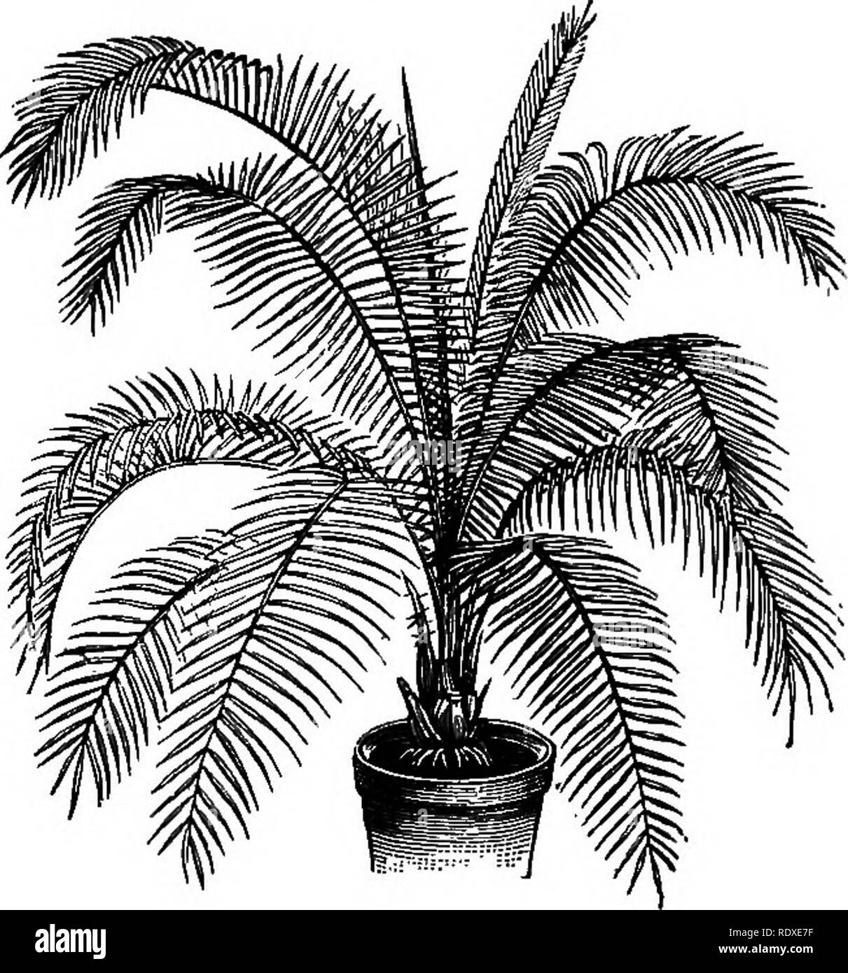 . The Book of gardening; a handbook of horticulture. Gardening; Horticulture. 842 THE BOOK OF GARDENING. decorative purposes; it may be described as a P. dactylifera, only of slenderer habit .(Fig. 561). P. dactylifera (true Date Palm) grows very freely .under greenhouse treatment, and can be used with success for indoor decoration when young; the leaves are pinnate, long, and of a deep green; the pinnae, are linear- lanceolate, and stand out nearly straight&quot;; it reaches in its native country a height varying from 100ft. to 120ft. P. farinifera is another compact species of elegant statur Stock Photo
