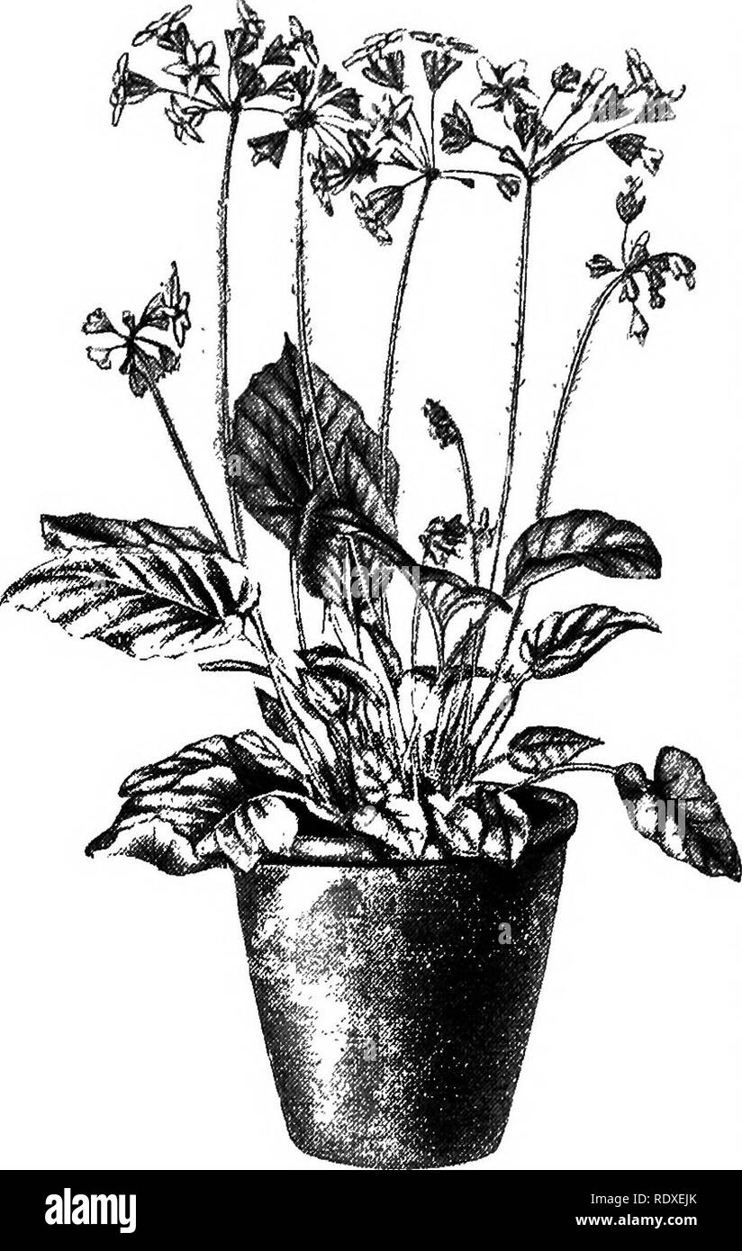 . The Book of gardening; a handbook of horticulture. Gardening; Horticulture. 780 THE .BOOK OF GARDENING. varies with the individual, those with very sensitive skins naturally being the greatest sufferers. More robust than obconic'a are kinds like P. sikkimensis, P. denticulata cashmeriana, and P. rosea, all of which may be grown from seed, and are best afforded a shady position and a rich loamy soil. Alpine Auriculas are suitable, and their cul- ture does not entail any- thing more than care in the matter of watering, and their subsequent re- moval to a shady border after their period of beau Stock Photo