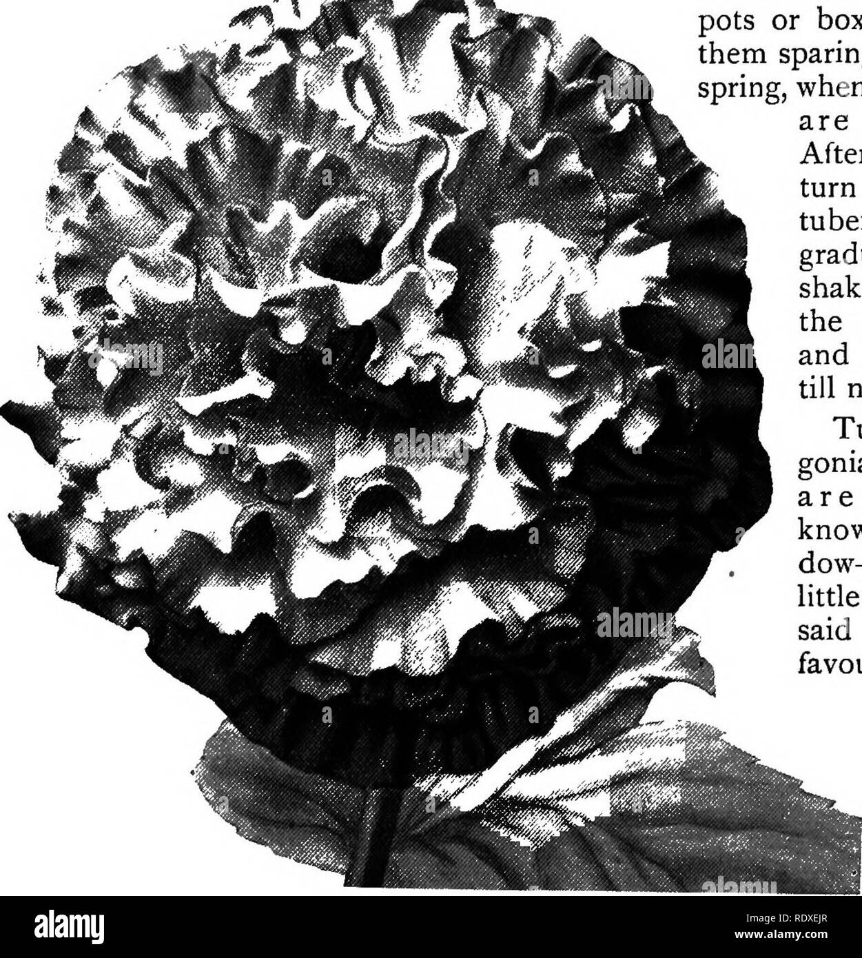 . The Book of gardening; a handbook of horticulture. Gardening; Horticulture. 778 THE BOOK OF GARDENING. imparted by Montbretias, Scillas, the scarlet Schizostylis (occinea, early-flowering Gladioli, like the charming G. insignis (Fig. 518), Watsonias, Zephyranth.es, and the dwarf Iris species. Tuberous plants are almost as numerous as the bulbous ones, and they moreover include some of the best window-plants that can be named for furnishing plenty of flowers. Anemones like A. coronaria (both single and double) are easily grown and flowered by planting them in &lt;fr J&amp;L ^5|» autumn in wel Stock Photo