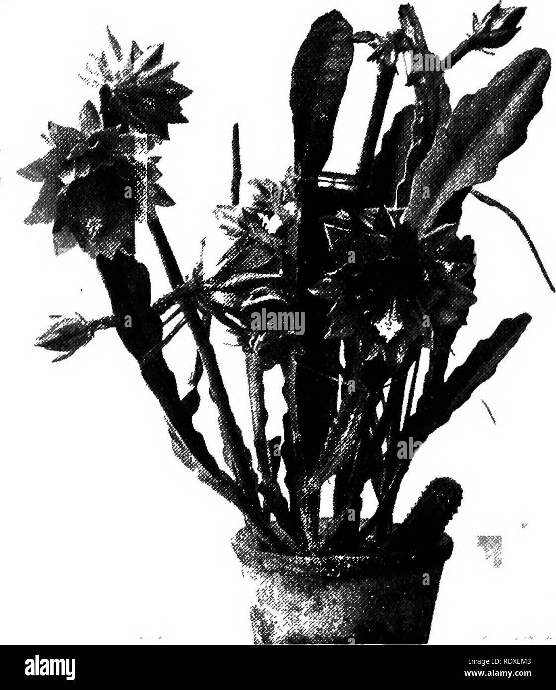 Popular perennials Black and White Stock Photos & Images - Alamy