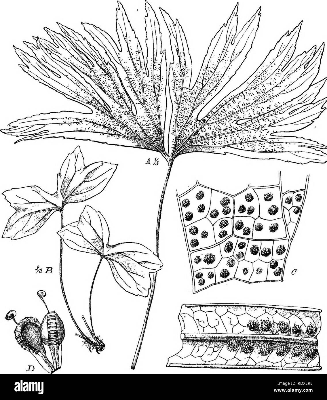 . The origin of a land flora, a theory based upon the facts of alternation. Plant morphology. MATONIA-DIPTERIS SERIES 619 size and shape, and their individuality is often lost, so that nearly the whole of the lower surface of the frond appears as though densely covered with a mass of sporangia (Figs. 343 a c, and 346).. -hf- £ Fig. 343. Viiteris, Reinw. A-C=D. amjugata (Kaulf), Reinw. A=]ea.t of a mature plant. B=habit of a young plant. C=part of a fertile leaf with venation and son. D= sporangia and paraphyses enlarged. £=£&gt;. Lobbio.no. (Hook.), Moore. Part of a fertile segment with venati Stock Photo