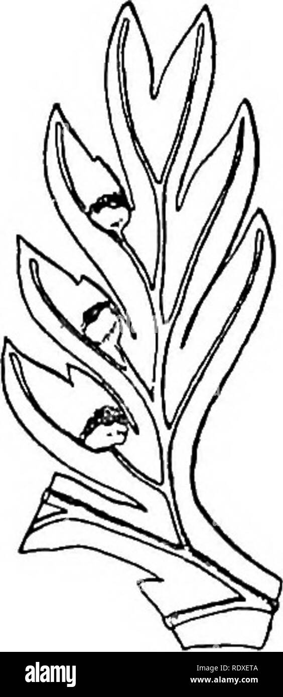 . The origin of a land flora, a theory based upon the facts of alternation. Plant morphology. DENNSTAEDTIA-DAVALLIA SERIES 615. Fig. 340. Davallia hymenophyll- oides. Pinnule enlarged. (After Hooker, from Christ's Farrnkraiiter.) uniformity of structure of the sorus on the mixed plan, with flat receptacle, and with no definite rule of orientation of the long-stalked sporangia. The connection of the D,ennstaedtia-Davallia series with such genera as Lindsay a, Pteris, Pellaea, and Adiantum, where the sori are marginal, seems beyond question, and it is strongly supported by the anatomical evidenc Stock Photo