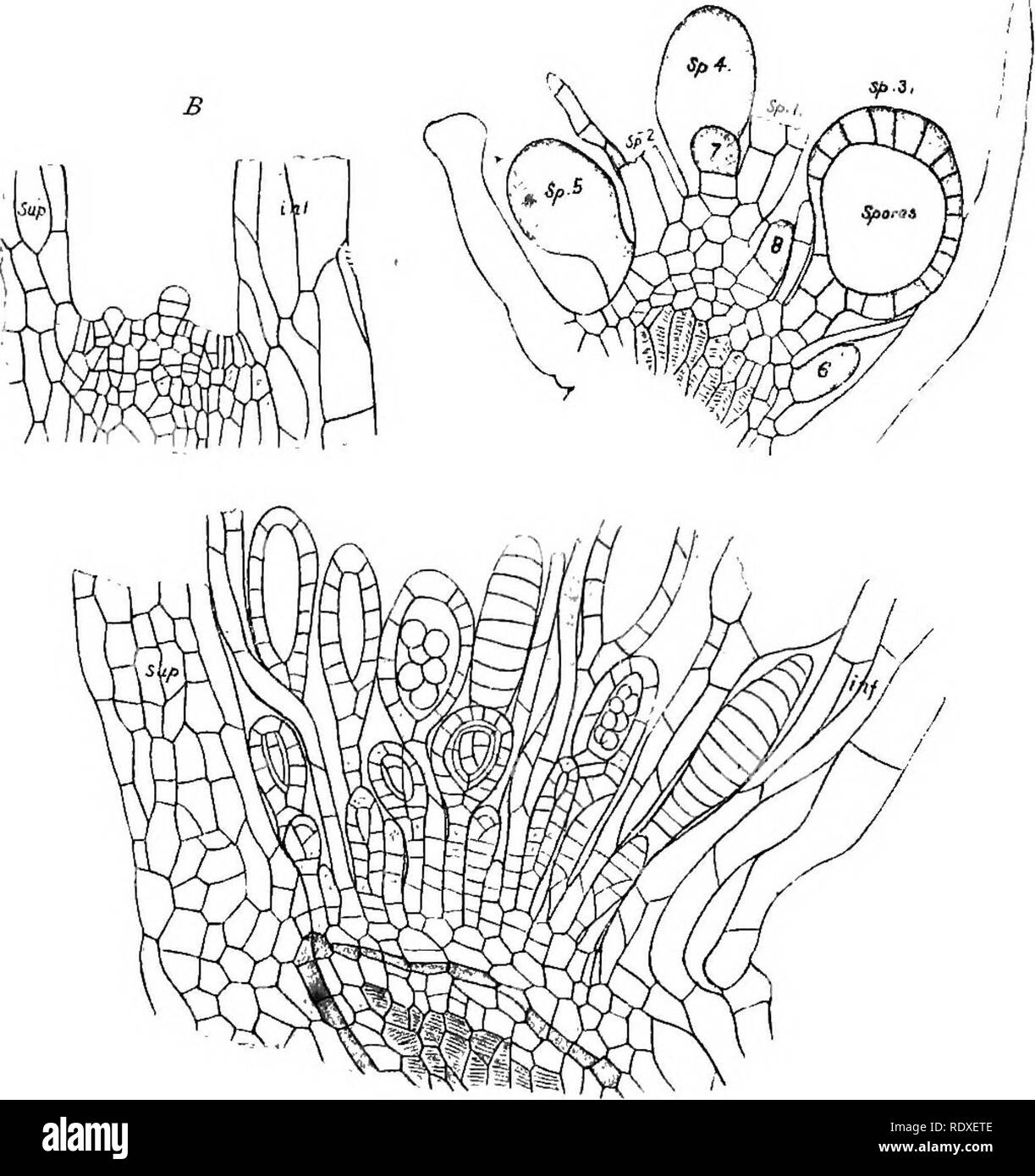 . The origin of a land flora, a theory based upon the facts of alternation. Plant morphology. 614 FILICALES of the receptacle may grow up into a sporangium, developing as such in any order whatever, and without any regularity of orientation. The confused mass which results is shown in Fig. 339 c, and this also illustrates how, as the sporangia grow older, their stalks, composed in the lower part of but a single row of cells, become elongated. The vascular strand runs upward to a point immediately below the surface of the sorus, and there widens out. Fig. 339. A =sorus of Dennstaedtia. rubigino Stock Photo
