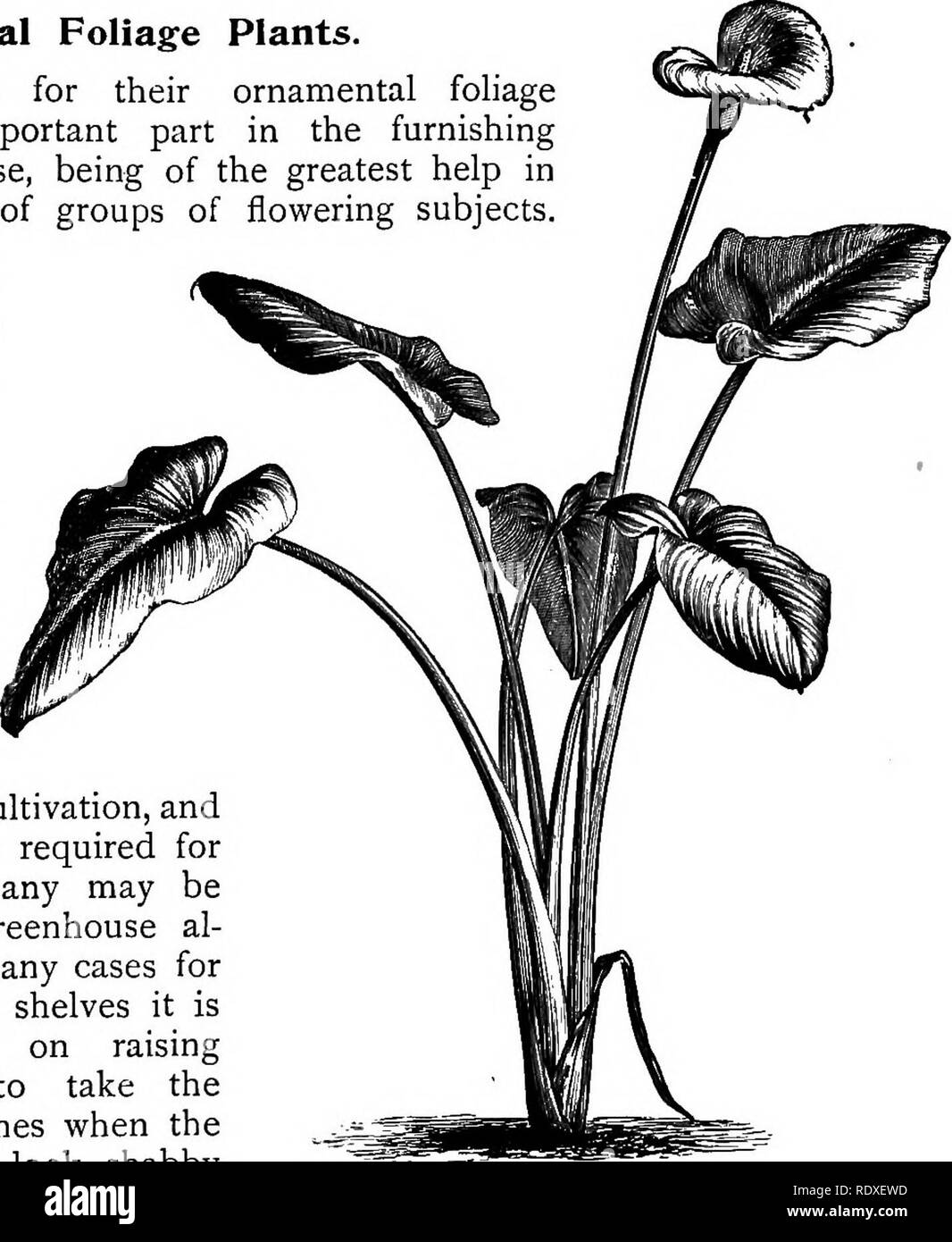 . The Book of gardening; a handbook of horticulture. Gardening; Horticulture. ON GREENHOUSE PLANTS. 747 Vallota purpurea (Scarborough Lily) somewhat resembles a Hippeastrum, and should receive similar treatment. Raise from offsets, and grow in sandy loam, peat, and leaf-soil. Keep dry in the cool pit in winter, grow warm in summer after flowering, and then partially dry off in early autumn. The flowers are scarlet. Veltheimia viridifolia is a useful bulb, flowering in spring. Propagate by offsets. At the time of potting in autumn grow in, loam, leaf-soil, and sand, in a cool pit or in frames.  Stock Photo