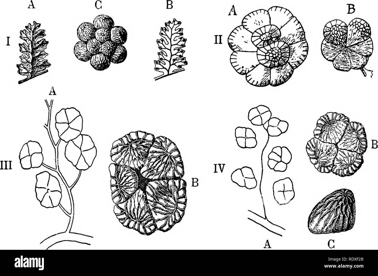 . The origin of a land flora, a theory based upon the facts of alternation. Plant morphology. S6o FILICALES primitive. It will be seen that this species has a stelar structure of the axis of a type which also indicates its relatively primitive character in the genus. The sorus of Oligocarpia from the upper Carboniferous corresponds in its arrangement to that of Gkichenia (Fig. 312). O. Gutbieri and lindsaeoides show uniseriate sori with varying number of the sporangia, as in G. flabellata; but 0. Brongniartii has accessory sporangia occupying. Fig. 312. I. Oligocarpia Brongniartii,$&gt;tiir. ^ Stock Photo
