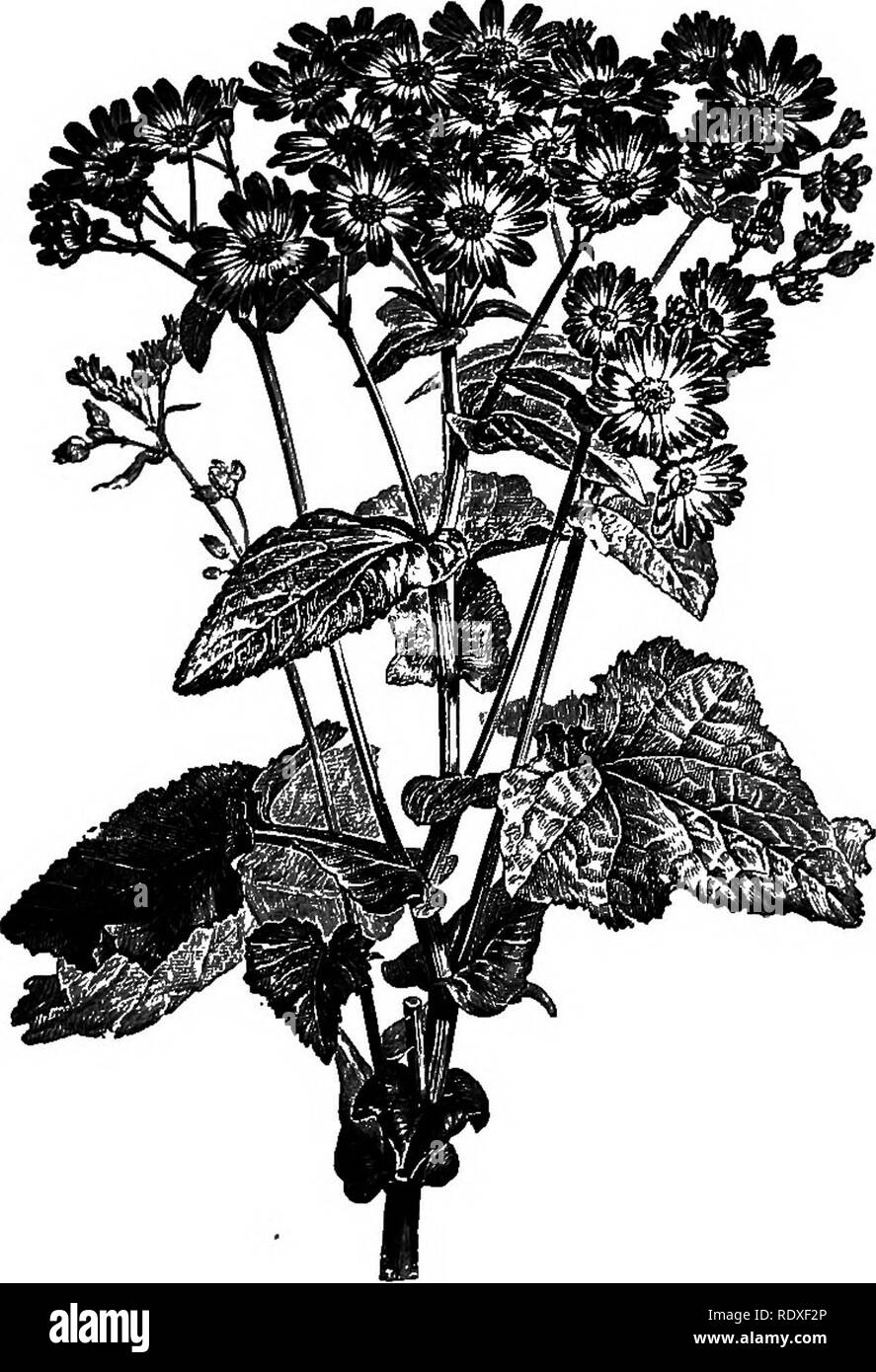 . The Book of gardening; a handbook of horticulture. Gardening; Horticulture. 712 THE BOOK OF GARDENING. Cinerarias.—These are showy and extremely useful plants (Fig. 460), but, like Calceolarias, are rather difficult to bring to perfection. Sow seed in pans filled with very light sandy soil, in May for winter, and in July for spring-flowering; place in a cool frame, shading well and keeping close till the seed- lings are well up. Pot singly into 3m. pots, keeping in the frame, giving plenty of room, and continue to shift as required. In the middle of September remove* to the cool pit, transfe Stock Photo