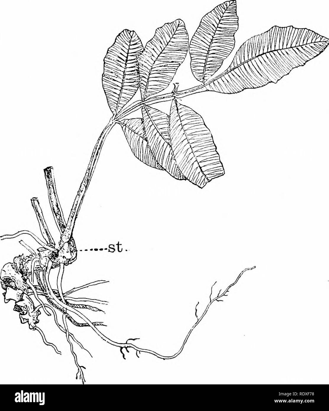 . The origin of a land flora, a theory based upon the facts of alternation. Plant morphology. MARATTIACEAE 507 the long petiole bears five palmately disposed lobes, of broadly lanceolate form, with a general similarity of outline to the leaf of the Horse Chestnut (Fig. 278, d). The venation, which is simple in other genera, of the Neuropterid, Pecopterid, or Taeniopterid types, is more complex in Kaulfussia, approaching that of the Drynaria-type. The roots originate internally close beneath the growing point of the stem (Fig. 279): in simple cases there may be one root to each leaf,. Fig. 275. Stock Photo