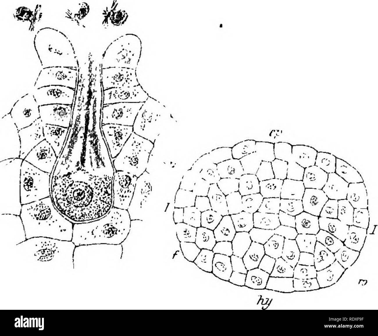 . The origin of a land flora, a theory based upon the facts of alternation. Plant morphology. Fig. 260 Ophioglossum vulgatum, L. The central figure shows an archegonium, at period of fertilisation. X 225. The left-hand figure shows the first division of the zygote. X 225. To the right a more advanced embryo. /, /=basa] wall ; ?/=epibasal; ^=hypobasal hemisphere ; /= the region of the foot; w=root. X225. (After Bruchmann.) and opposite the neck of the archegonium, the cotyledon and the apex of the axis appear simultaneously, the cotyledon being on the side of the axis next to the first root: su Stock Photo