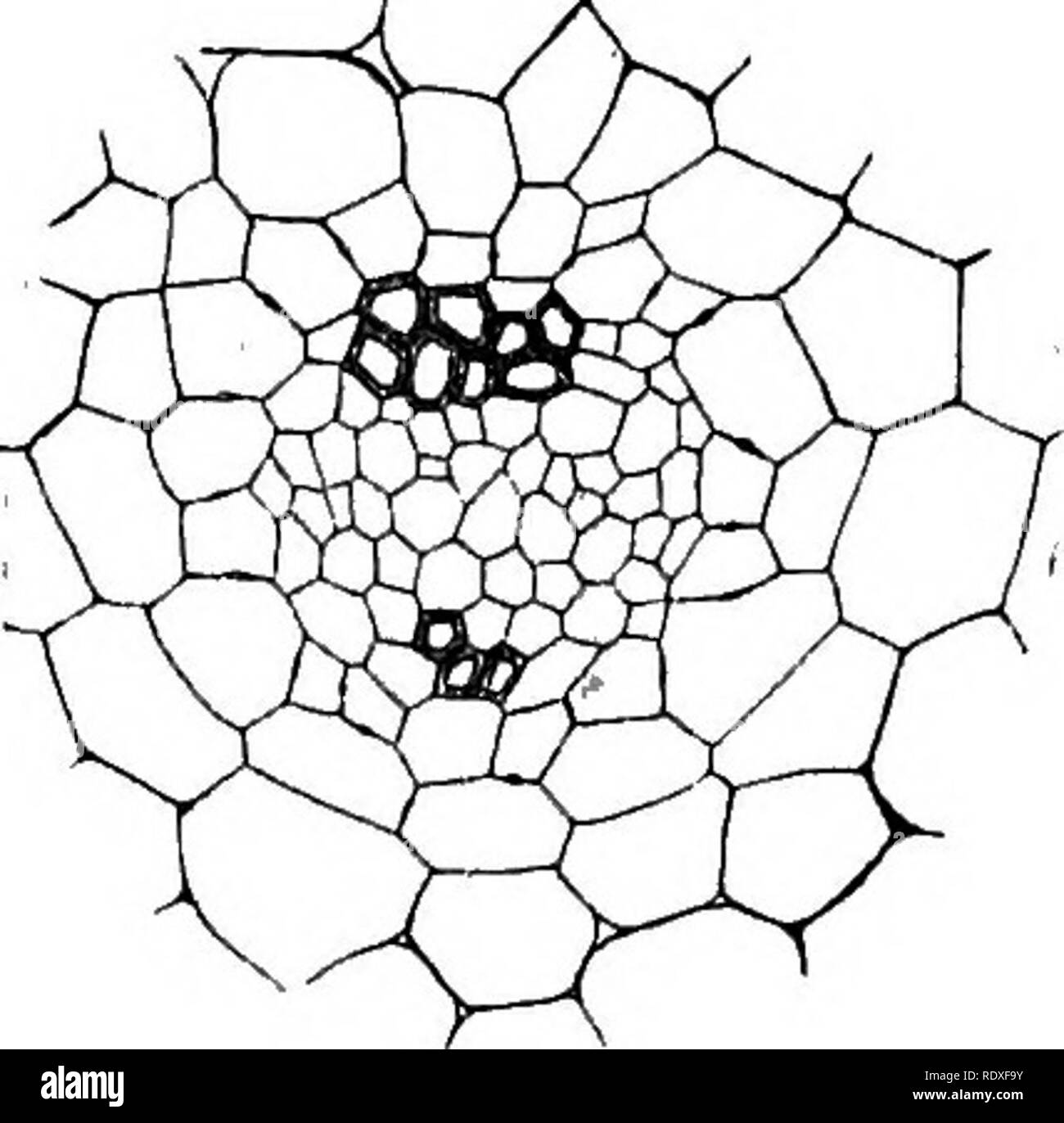 . The origin of a land flora, a theory based upon the facts of ...