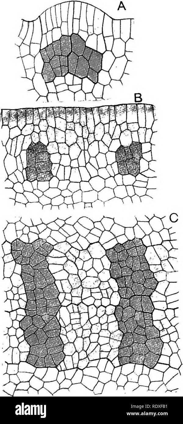 . The origin of a land flora, a theory based upon the facts of alternation. Plant morphology. Fig. 247. Opkioglossum vulgatum. A =part of a longitudinal section including the apex of the fertile spike, and traversing the sporangiogenic band longitudinally. B=tangential section, following the sporangiogenic band, and showing the regularity of its cells. C=Iateral part of a transverse section of a spike; the cells shaded are recognised as the sporangio- genic band. Z?=a similar section showing an older state. X 100. Fig. 248. Ophioglossum {ppkiodernuCipendulum^ L. A = transverse section of spike Stock Photo