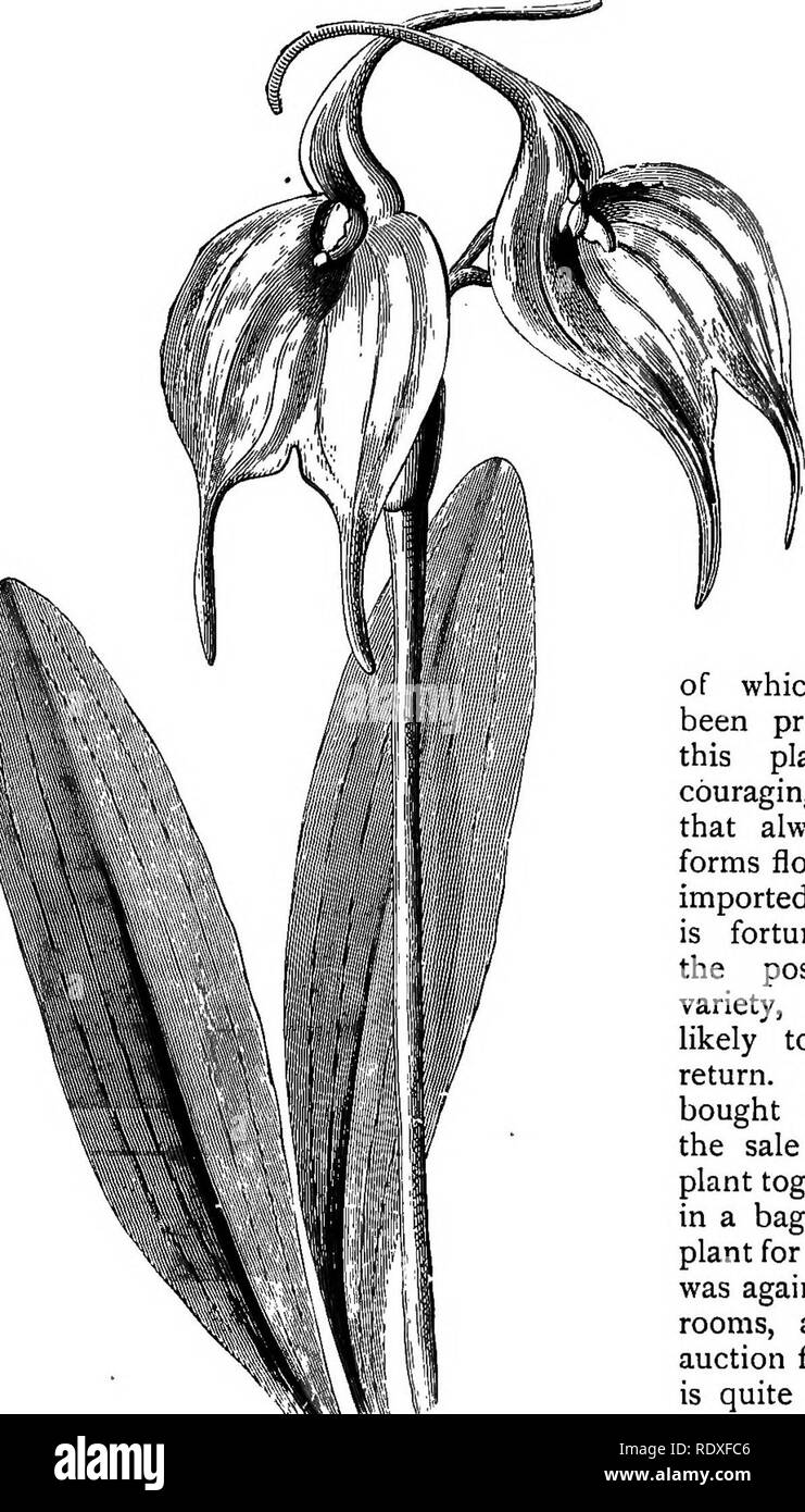 . The Book of gardening; a handbook of horticulture. Gardening; Horticulture. 614 THE BOOK OF GARDENING. Odontoglossum.—There are no Orchids more suitable for culture by those in possession of a greenhouse than the many varied and beautiful Odonto- glossums. Prac- tically all the species can be procured in an imported condi- tion for a few shillings each. I advise buying im- ported plants be- cause there is always more in- terest derived by growing and watching, the de- velopment of un- flowered plants than it is possible to get out of plants of which the variety has been proved. What makes th Stock Photo