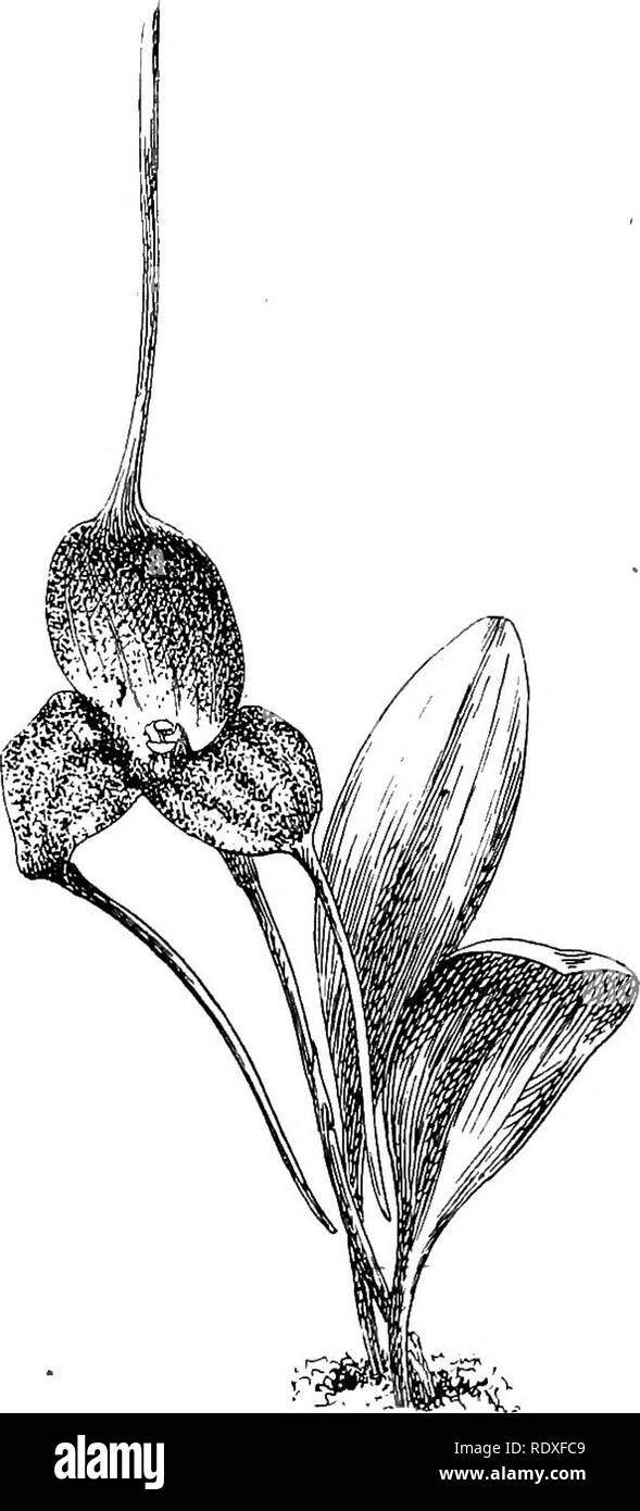 . The Book of gardening; a handbook of horticulture. Gardening; Horticulture. ON ORCHIDS. 613 The more robust-growing kinds, or those known as the M. Harryana section, also include such sorts as M. amabilis, M. chelsoni, M. Davisii, M. Veitchiana, and the thick-leaved kinds, such as M. peristeria, M. macrura, M. ephippium, and others of the M, leontoglossa section ; all are suitable for pot culture. M. tovarensis (Fig. 395) is a most desirable form, with pure white flowers, which are produced in the dead of winter, and last a long time in perfection. The pots should be clean, and drained to th Stock Photo