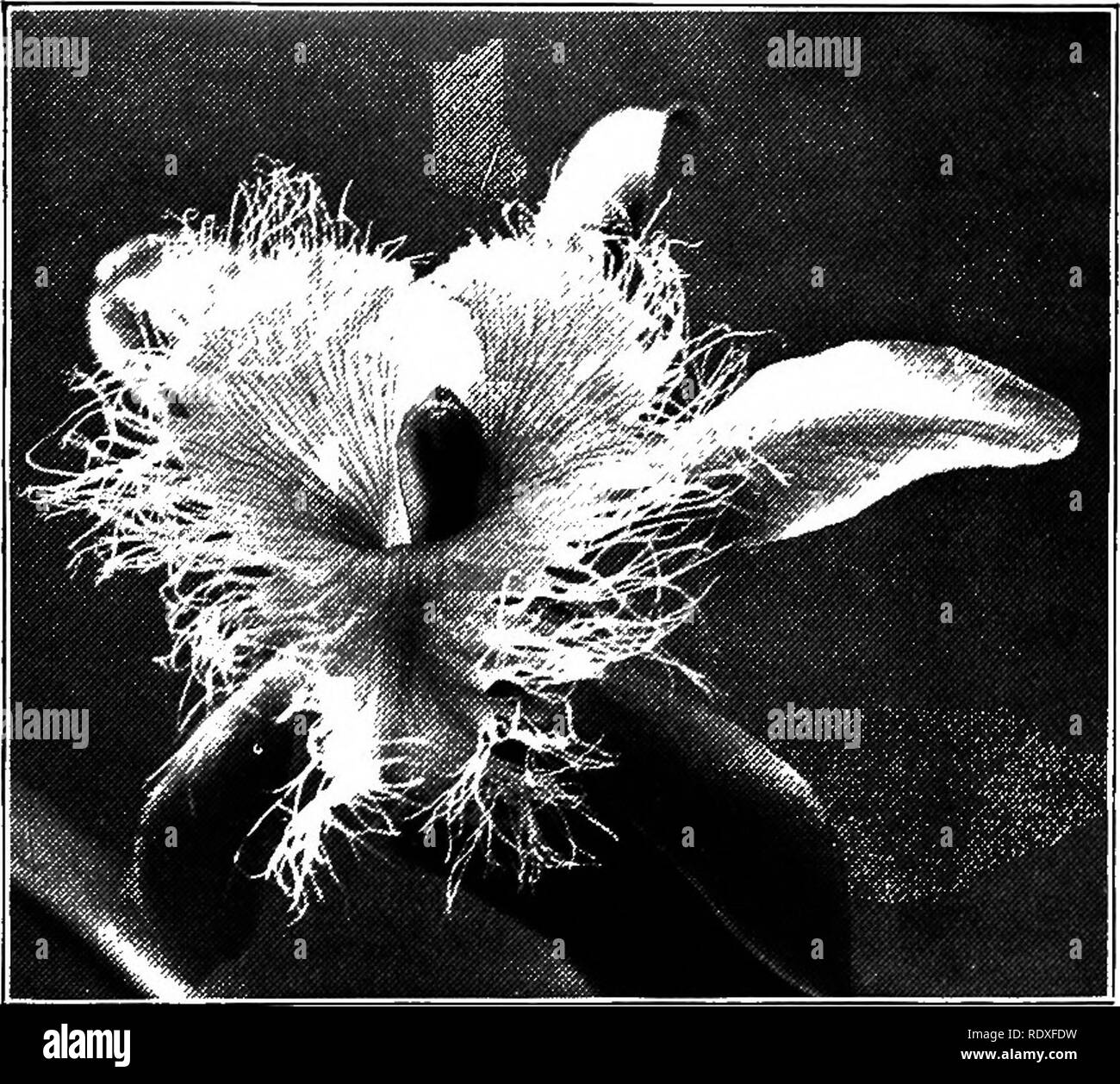 Bigeneric Hybrid High Resolution Stock Photography And Images Alamy alamy