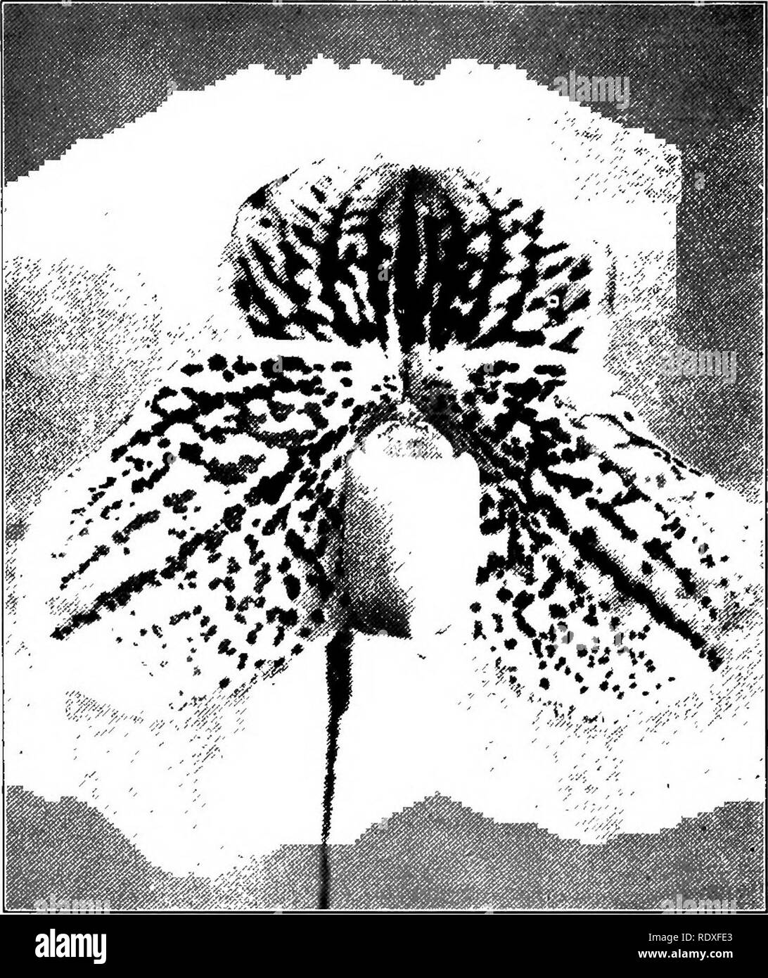 . The Book of gardening; a handbook of horticulture. Gardening; Horticulture. ON ORCHIDS. 601 it does well in the cool house. C. callosum Sandera is another albino, represented in Fig. 377. Fig. 378 represents C. Rothschildianum, undoubtedly the finest species among the so-called New Guinea section of Cypripediums. It has. Fig. 382.—Cypripedium Godefroy^; ledcochilum. proved a most useful subject for hybridisation purposes. Fig. 379 represents C. Arthurianum, and Fig. 380 C. regina, which belong to the C. Fairieamtm section of hybrids, and must remain among the most valuable of hybrid Orchids, Stock Photo