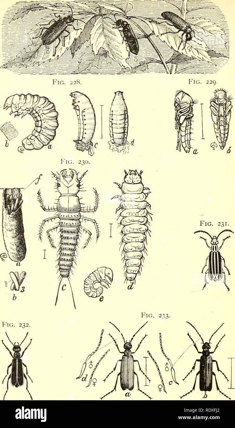 Grasshopper egg pod hi-res stock photography and images - Alamy