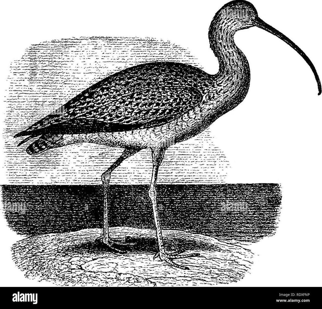 . Names and portraits of birds which interest gunners, with descriptions in languages understanded of the people;. Game and game-birds; Birds. No. 57. Numenius longirostris. Plumage brownish buff or cinnamon brown, nearly plain be- low, the upper parts mottled and barred with dark brown, the markings more streaky upon the head and neck. Bill blackish, changing to flesh color below about base. Legs bluish gray. Measurements as follows: length about twenty-five inches; extent thirty-eight to forty inches.; bill varying in length from five to eight inches.. No. 6T.. Please note that these images  Stock Photo