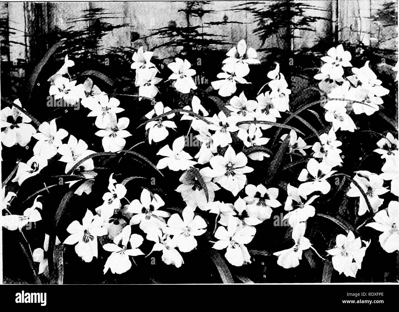 The Book Of Gardening A Handbook Of Horticulture Gardening Horticulture On Orchids 591 Most Of The Forms Grow And Flower Freely For A Few Years G Speciosum Being The Exception This