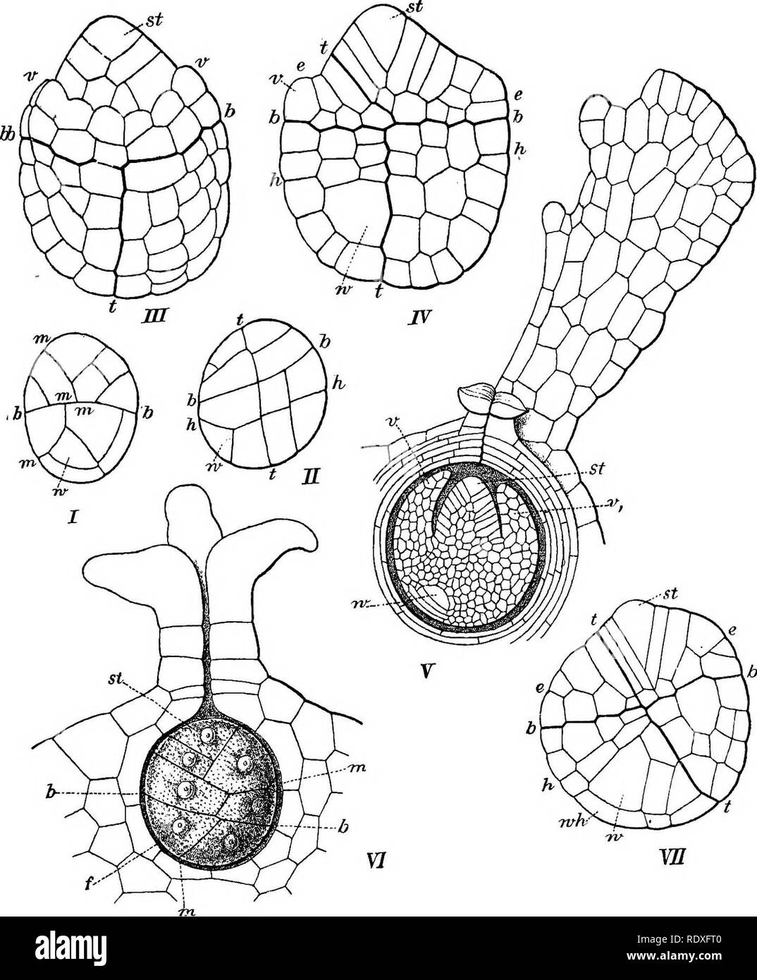 . The origin of a land flora, a theory based upon the facts of alternation. Plant morphology. EMBRYOLOGY 393. Fig. 214. Embryo of Equisetum. I.-IV., Equisetum arvense, L. I. and II., the same embryo in different positions : in I. the median wall is visible, in II. the transverse wall. X 300. III.-IV., a more advanced embryo showing development of the stem and leaf-sheath, X250. V., an embryo still further developed, but not dissected free from the prothallus, and showing the orientation relatively to the archegonium. j/=the stem apex ; z»=the first leaf-sheath; w=the root. X98. VI. and VII., E Stock Photo