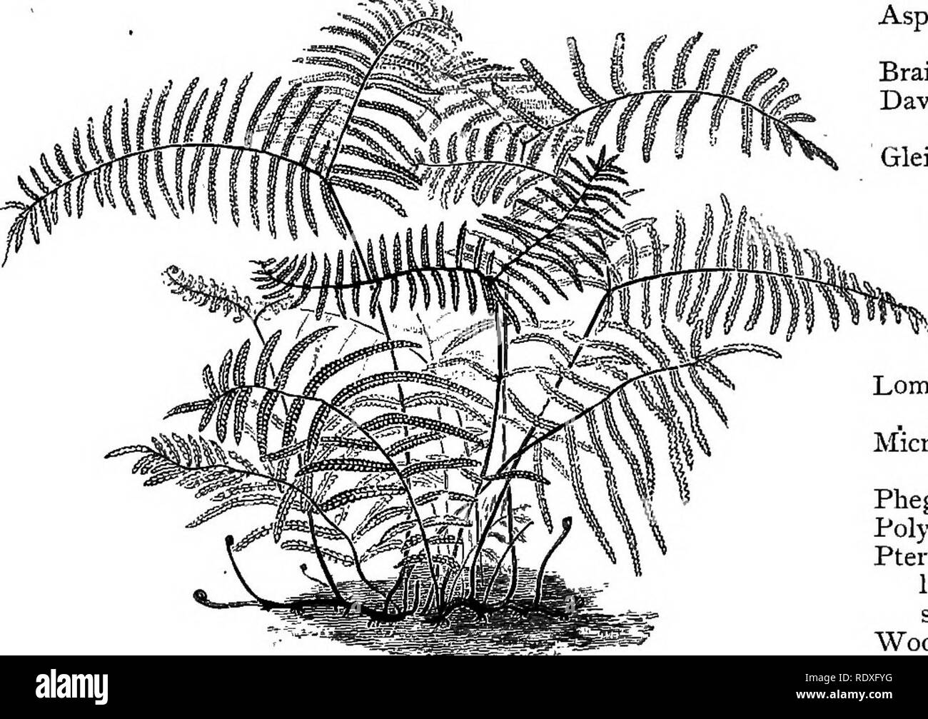 . The Book of gardening; a handbook of horticulture. Gardening; Horticulture. 568 THE BOOK OF GARDENING. Adiantum Lathomii. peruvianiim. trapeziforme (Fig. 332). Aglaomorpha Meyeniana (Fig. 355). Anemias, of sorts. Asplenium Nidus. Davallia fijiensis and varieties. Mooreana. polyantha. tenuifolia Veitch'ii. Gymnogramme chrysophylla Alstoniae. Gymnogramme peruviana argyrophylla. scliizophylla gloriosa. Nephrolepis davallioides. d. furcans. rufescens tripinnatifida. Microlepia hirta cristata. Platycerium grande. Polypodium Schneiderii. sub-auriculatum (Fig. 341). Pteris ludens. Greenhouse Ferns  Stock Photo