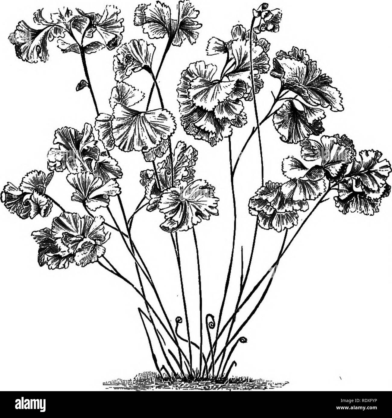 . The Book of gardening; a handbook of horticulture. Gardening; Horticulture. 566 THE BOOK OF GARDENING. Ferns for Hanging Adiantum assimile. venustum. Asplenium flaccidum. Davallia bullata. Lawsoniana. Mariesii. M. cristata. novae-zelandiae. Hypolepis distans. tenuis. Leucostegia immersa. Nephrolepis philippinensis. Baskets in Cool Fernery. Nephrolepis pluma. tuberosa. Pellsea ternifolia. Phegopteris effusa: Platycerium alcicorne (Fig. 353). Polypodium pustulatum. Polystichum lepidocaulon. Pteris scaberula. serrulata and varieties. Woodwardia orientalis. radicans. r. cristata. Ferns for Growi Stock Photo