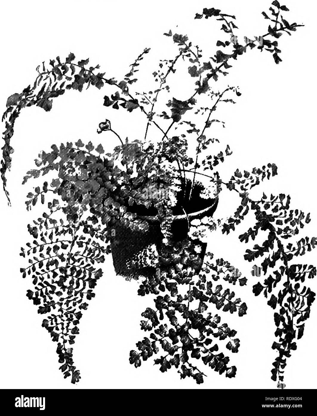 . The Book of gardening; a handbook of horticulture. Gardening; Horticulture. 564 THE BOOK OF GARDENING. Viviparous and Proliferous Ferns. Adiantum caudatum.* Asplenium laxum pumilum. ciliatum.* dolabriforme.* lunulatum.*. longissimum.* monanthemum. obtusilobum. Asplenium reclina- tum.* Sandersoni.* tenellum. viviparum.* v..nobile.* Ceratopteris thalic- troides.* Cystopteris bulbifera. Fadyena prolifera (Fig. 345)- Gymnogramme schi- zophylla.* Hemionitis cordata.* palmata,* Hypolepis Bergiana. Lastrea cicutsefolia. prolifica. Nephrolepis, nearly all known sorts. Phegopteris divergens. Platycer Stock Photo