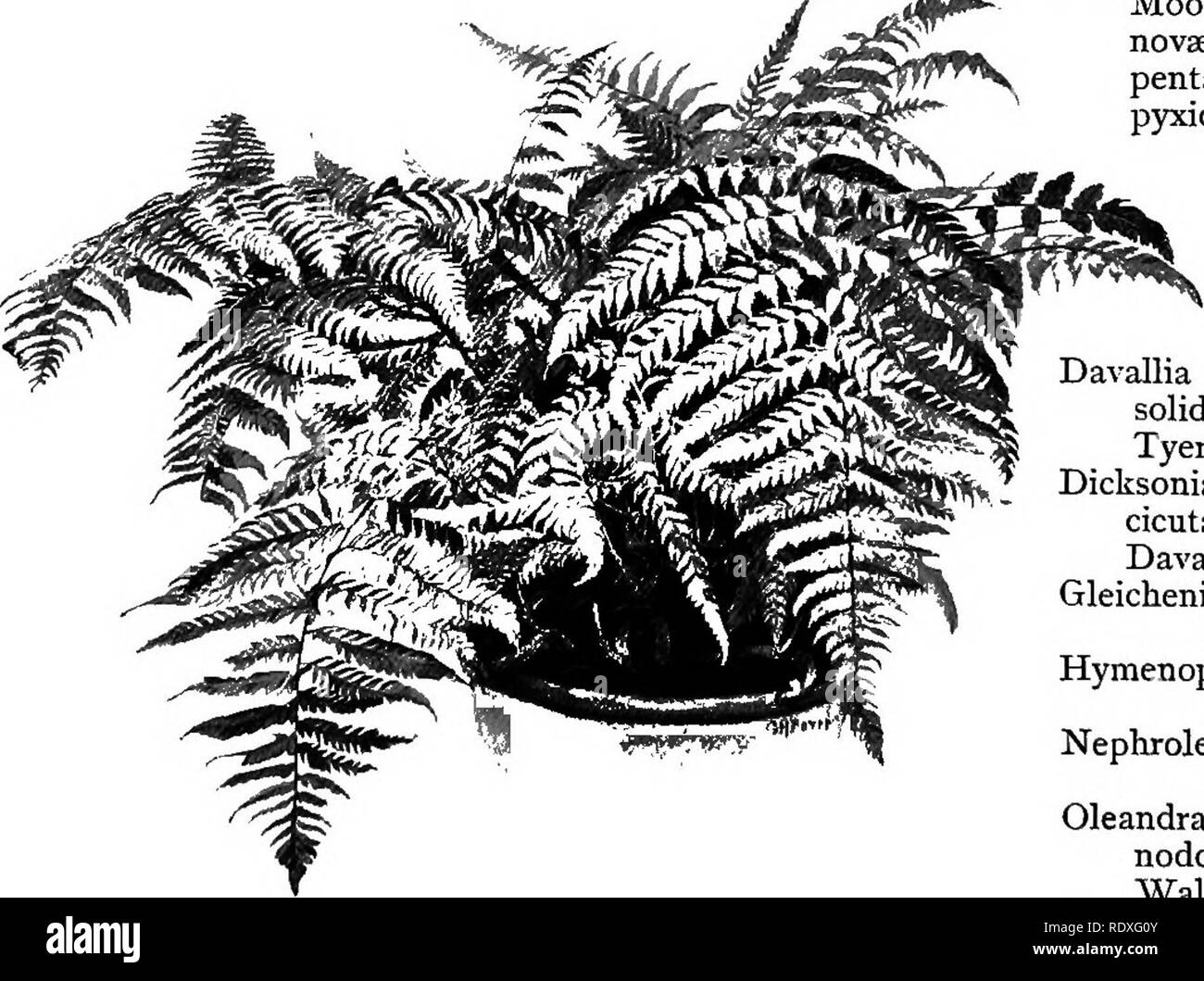 . The Book of gardening; a handbook of horticulture. Gardening; Horticulture. 562 THE BOOK OF GARDENING. Nephrolepis acuta. Bausei. cordifolia. davallioides.* d. fuvcans.* Duffii.* exaltata. pluma. Polypodium appendiculatum.' Those marked Polypodium lachnopus. Paradisas. sub-auriculatum (Fig. 341). sub-petiolatum. verrucosum.* Pteris moluccana.* Woodwardia orientalis. radicans. r. cristata. require stove temperature. Perns of Climbing Habit. Lygodium dichotomum.* japonicum. palmatum. pinnatifidum.* Those marked Lygodium scandens (Fig. 337). venustum. * volubile.* require stove temperature. Fer Stock Photo