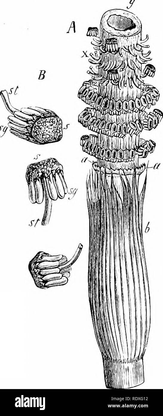 . The origin of a land flora, a theory based upon the facts of alternation. Plant morphology. 372 EOUtSETALES separated by leaf-sheaths (Fig. 196). It is thus seen that the strobilus of Equisetum is not always that circumscribed terminal body which is typical for the living species. The Equisetum-type has been recognised, though with some uncertainty, and only in few specimens, as far back as the Middle Coal Measures;' but it is seen represented more commonly, and by large forms, in the Mesozoic rocks. Related to it are two other fossil forms: the genus Phyllotheca of Permian age resembles Equ Stock Photo