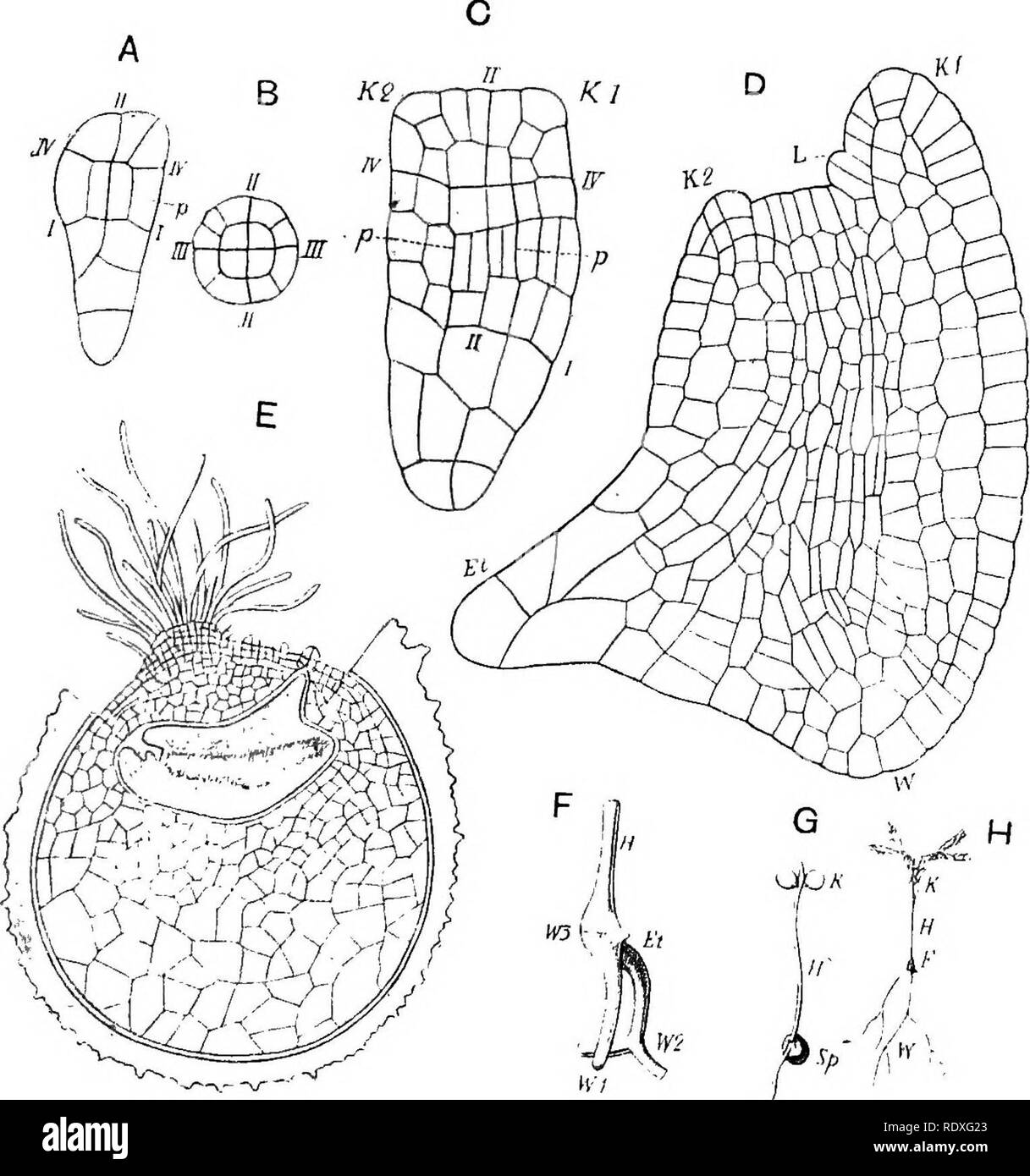 . The origin of a land flora, a theory based upon the facts of alternation. Plant morphology. EMBRYOLOGY 357 with the mode of development of these parts in mature plants. For the variability in haustorial development within the genus the study of the embryology of Lycopodium has already prepared the way. Both genera demonstrate the inconstancy of the haustorial organs of the embryo, and justify my conclusion of more than twenty years ago, that these swellings. A A Fig. 190. Embryos of Selaginella spinulosa. A-D illustrate the segmentation. I. I., first wall, separating the suspensor ; IV. IV., Stock Photo