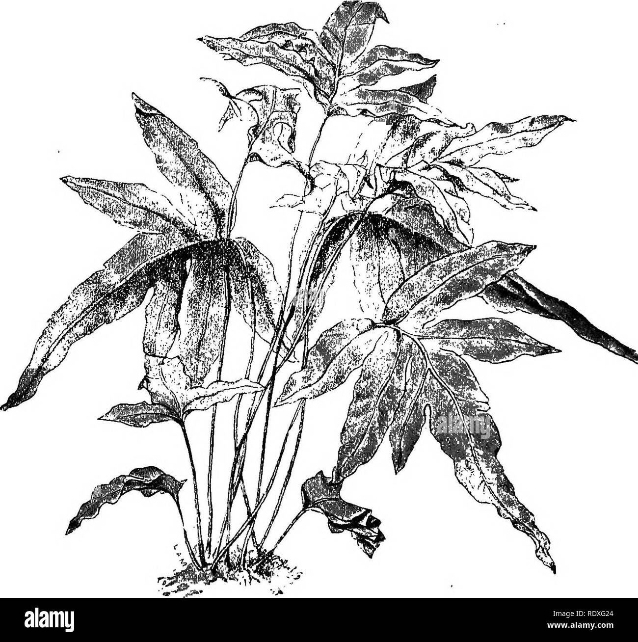 . The Book of gardening; a handbook of horticulture. Gardening; Horticulture. 558 THE BOOK OF GARDENING. Dicksonia antarctica. Barometz. chrysotricha. fibrosa, regalis.* Schiedei.* Those marked * require stove temperature. Dicksonia squarrosa. Hemitelia Smithii. Lomaria cycadoides. discolor. gibba. Gigantic Non-arborescent Ferns. Acrostichum aureura.* Angiopteris evecta. cervinum. scandens.* Aspidium capense. Asplenium longissimum.*. Fig. 346.—Polypodium aureum. Adiantum cardiochlsenum.* tenerum.* trapeziforme (Fig. 332).: Asplenium Nidus.* Blechnum brasiliense. Davallia divaricata.*. Please n Stock Photo