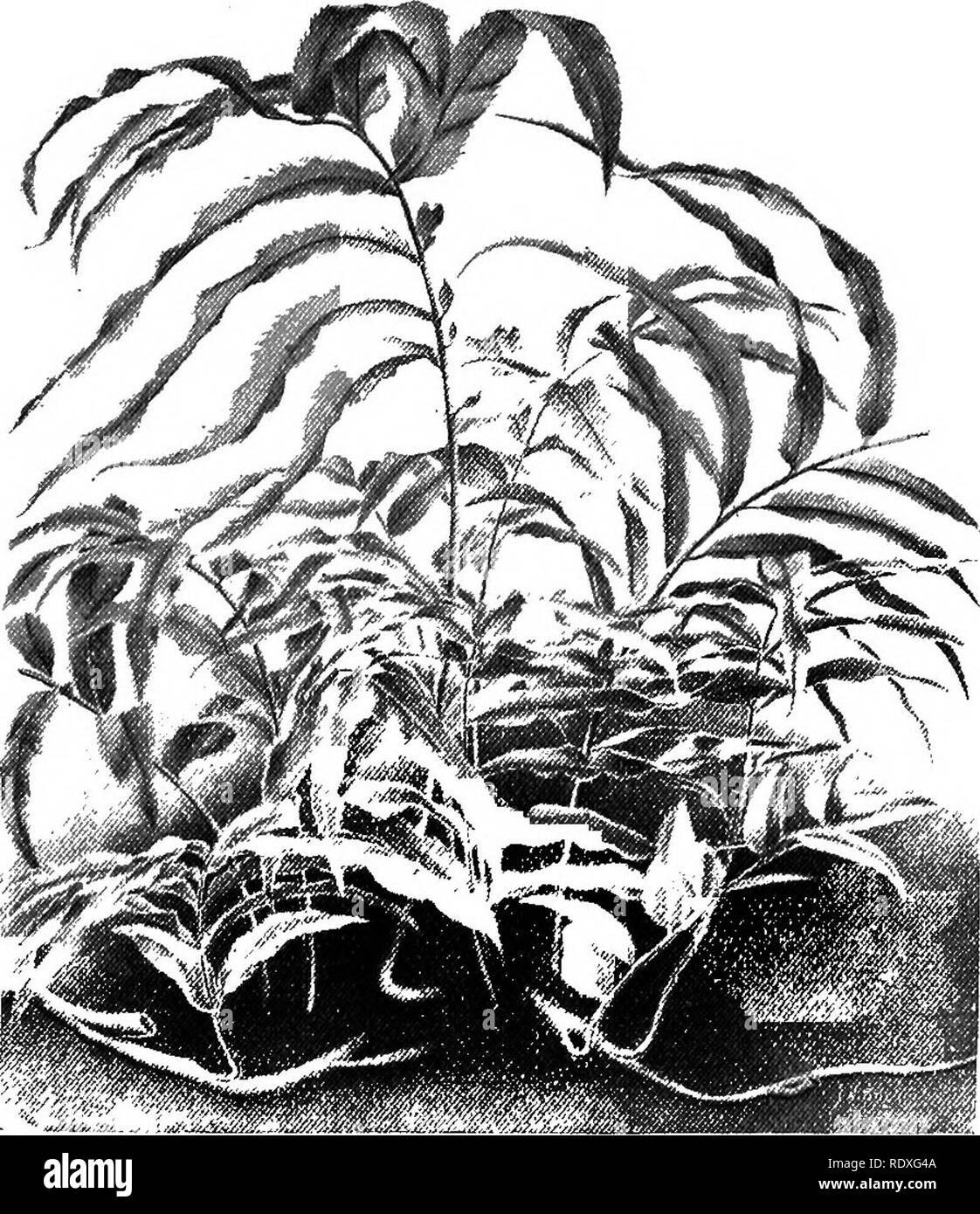 . The Book of gardening; a handbook of horticulture. Gardening; Horticulture. ON FERNS. 537 Soil.—The soil used for planting the exotic fernery should be of a specially rough and open nature, and a mixture of fibrous loam, leaf-mould, and sand in equal proportions will be found to suit the majority of Ferns, whether for the greenhouse or for the warm fernery. Where, however, Gymnogrammes, Gleichenias, Cheilanthes, Pellseas, Platyceriums, Nothochlsenas, and a few- other kinds are to be planted, it will be best to add one part of peat to the above-named compost. Plants belonging to such. Fig. 33 Stock Photo